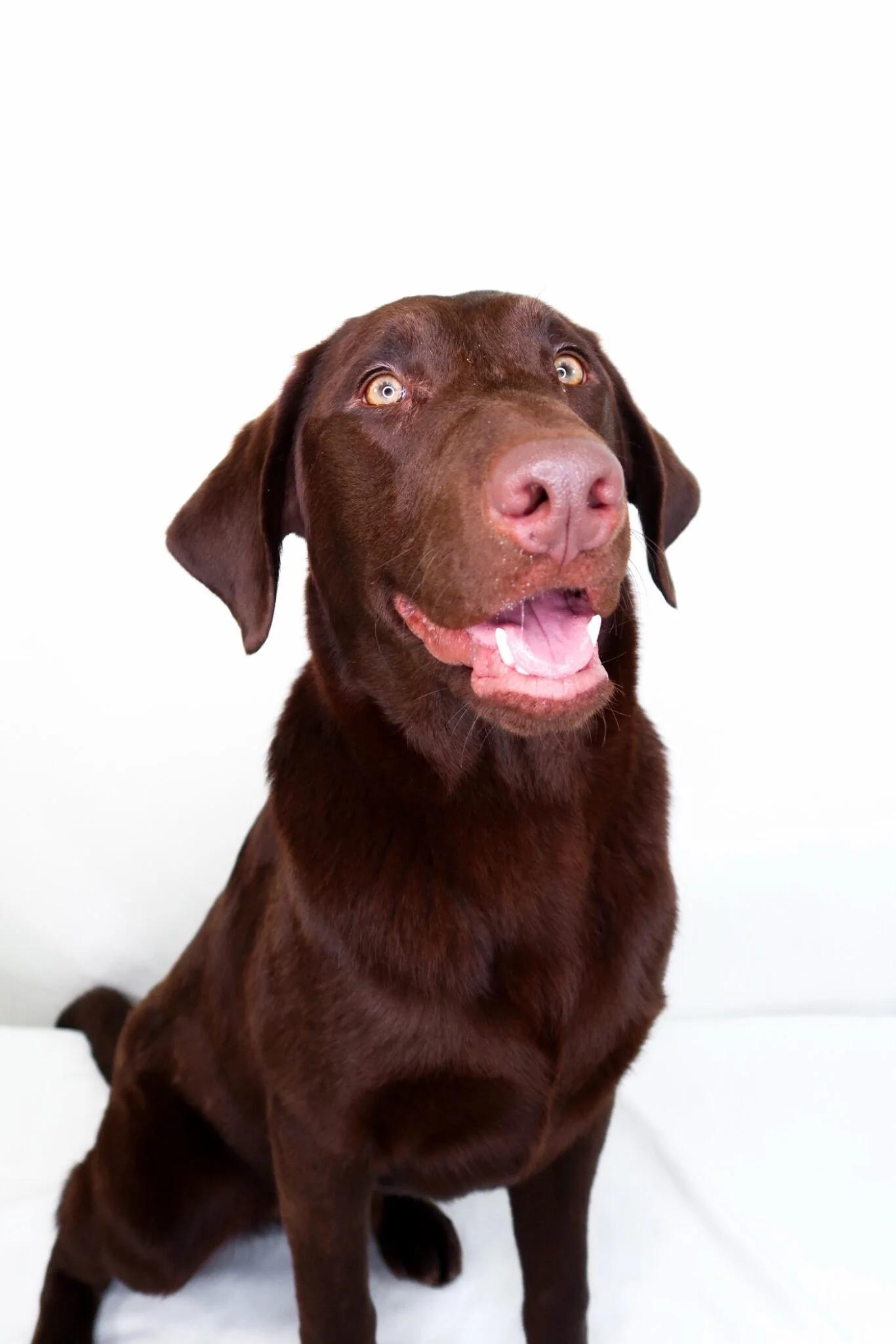 Enlarge James Brown, an adoptable Labradoodle in Bixby, OK image 3/6