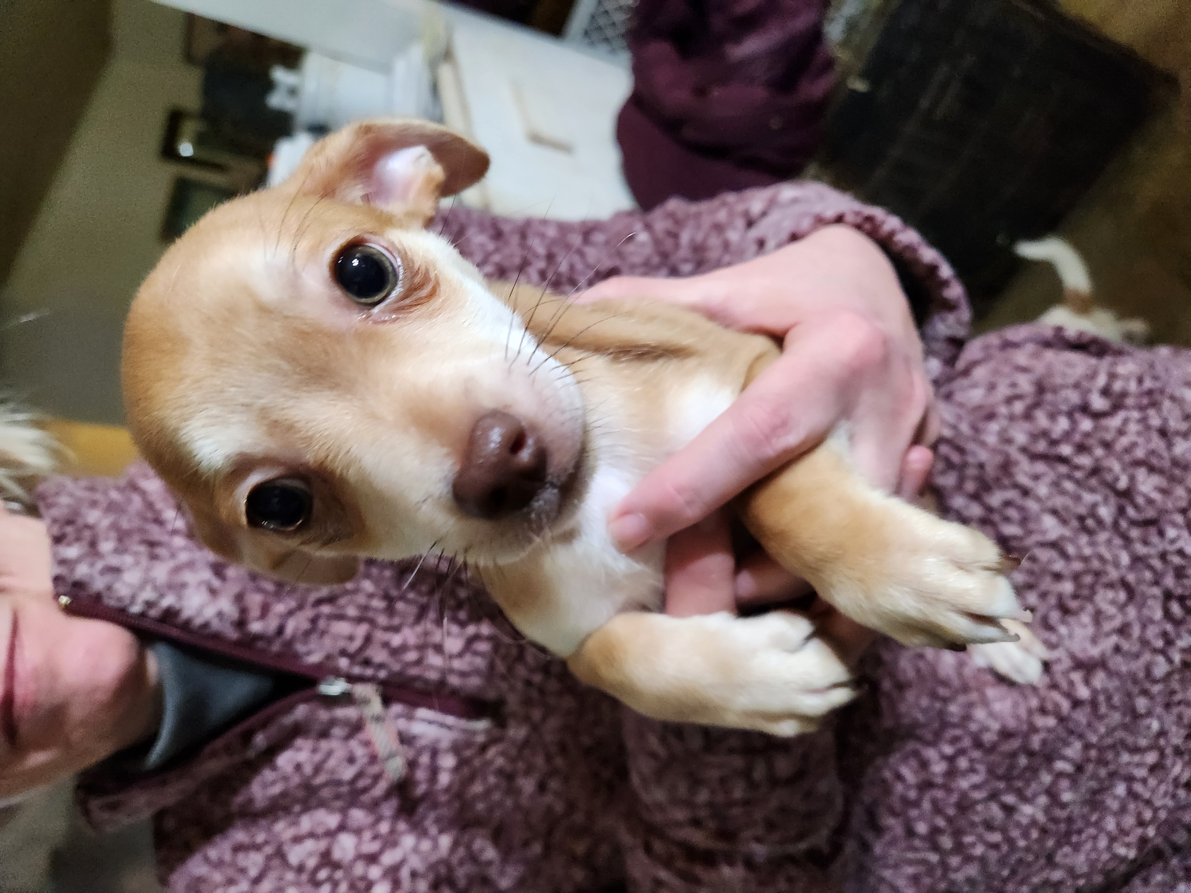 Enlarge Ren and Stimpy, a Adopted Chihuahua in Granby, CT image 2/2