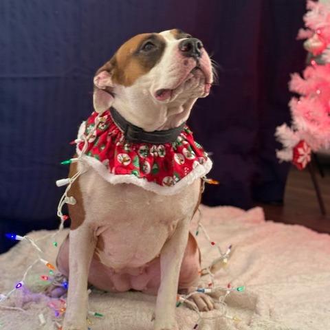 Enlarge Shelby, a Adoptable Mixed Breed in Jeffersonville, IN image 1/6