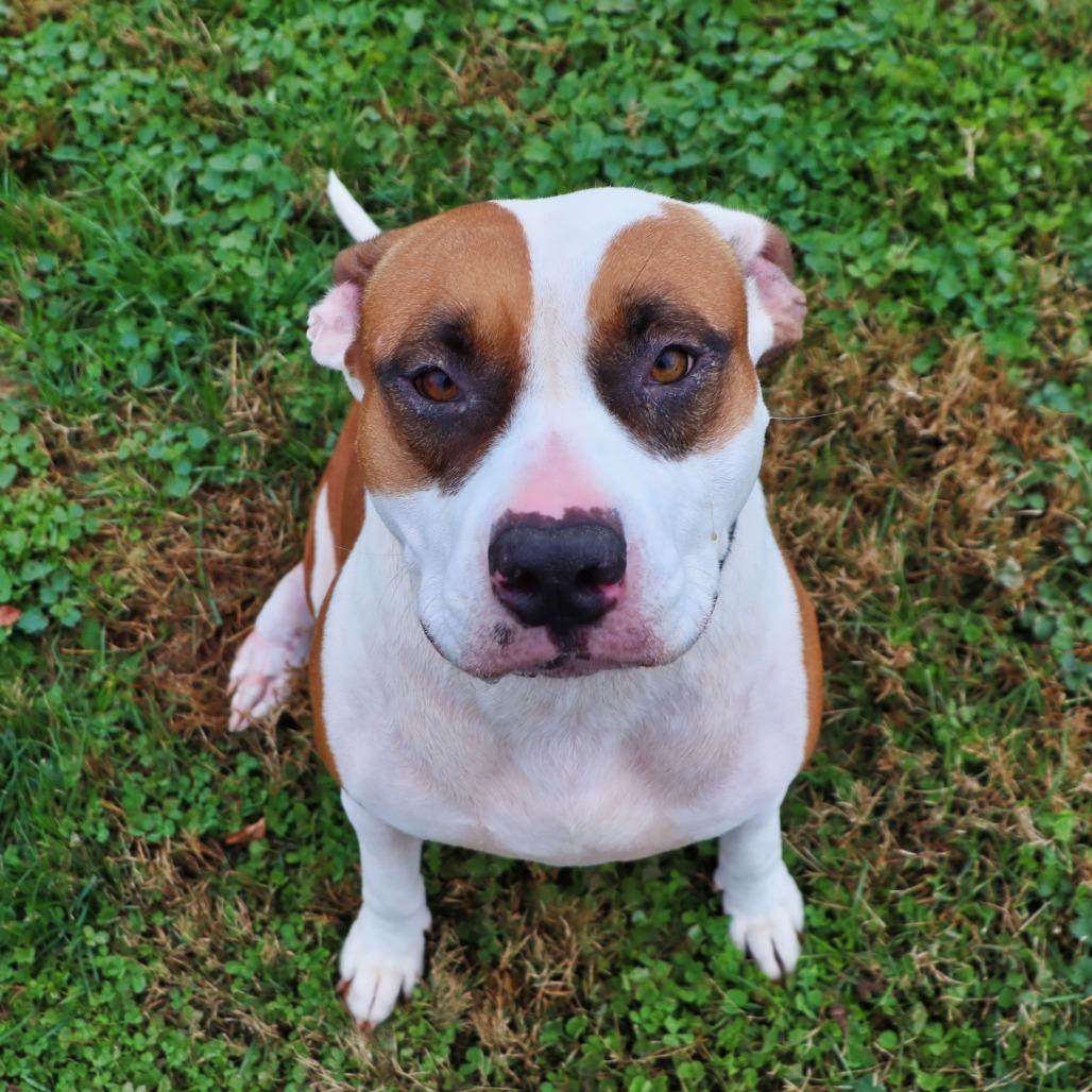 Enlarge Shelby, a Adoptable Mixed Breed in Jeffersonville, IN image 2/6