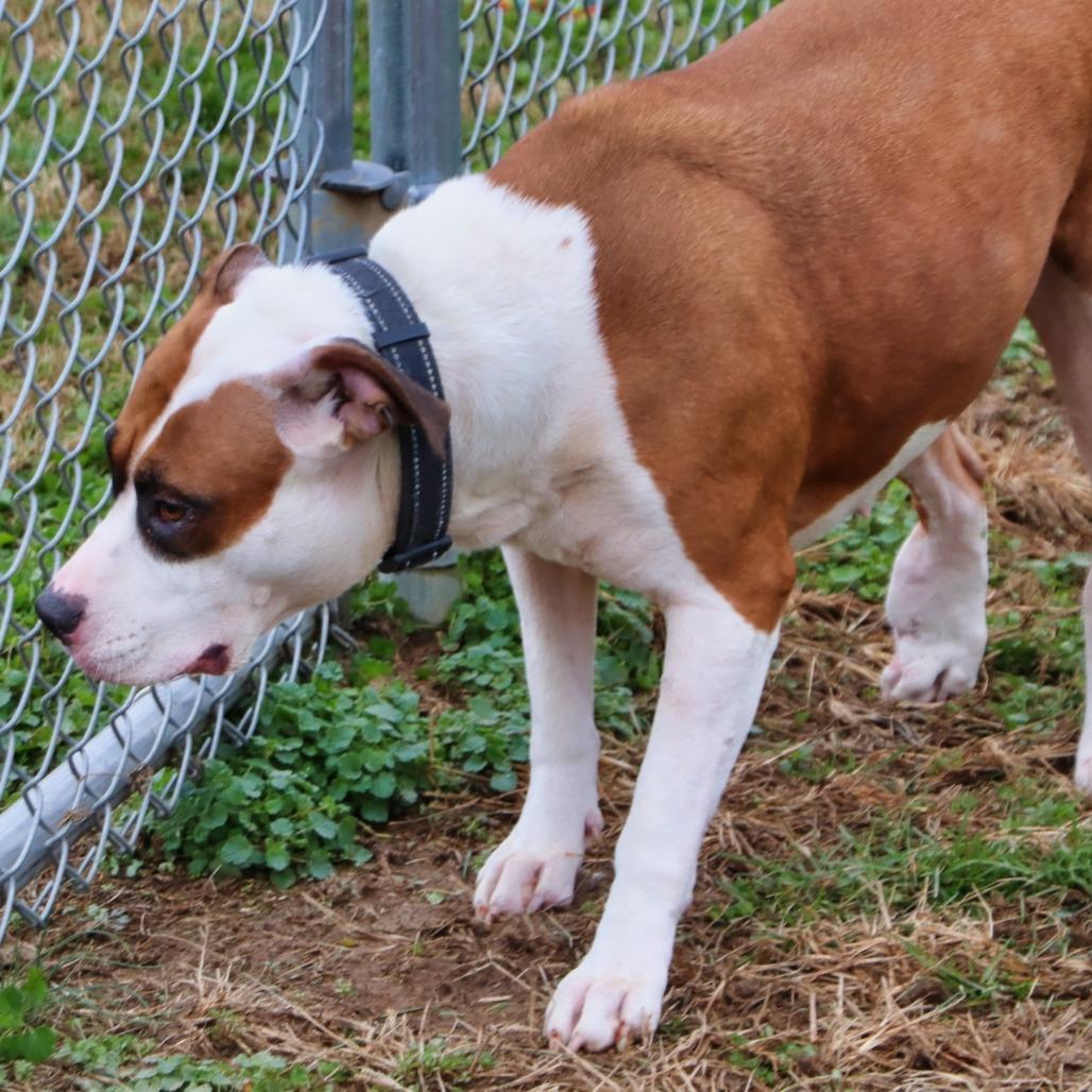 Enlarge Shelby, a Adoptable Mixed Breed in Jeffersonville, IN image 3/6