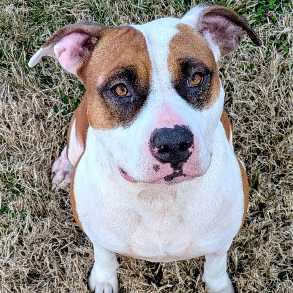 Enlarge Shelby, a Adoptable Mixed Breed in Jeffersonville, IN image 4/6