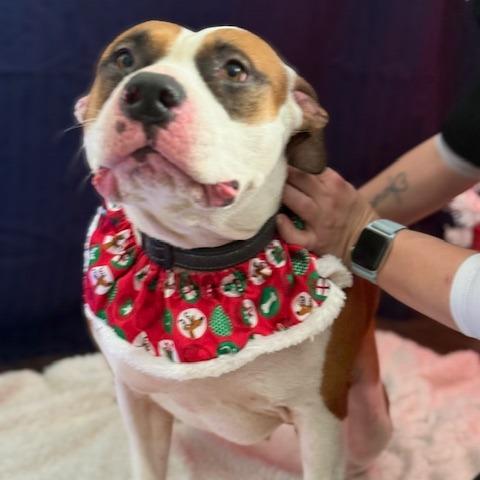 Enlarge Shelby, a Adoptable Mixed Breed in Jeffersonville, IN image 4/6