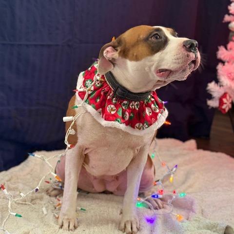 Enlarge Shelby, a Adoptable Mixed Breed in Jeffersonville, IN image 5/6