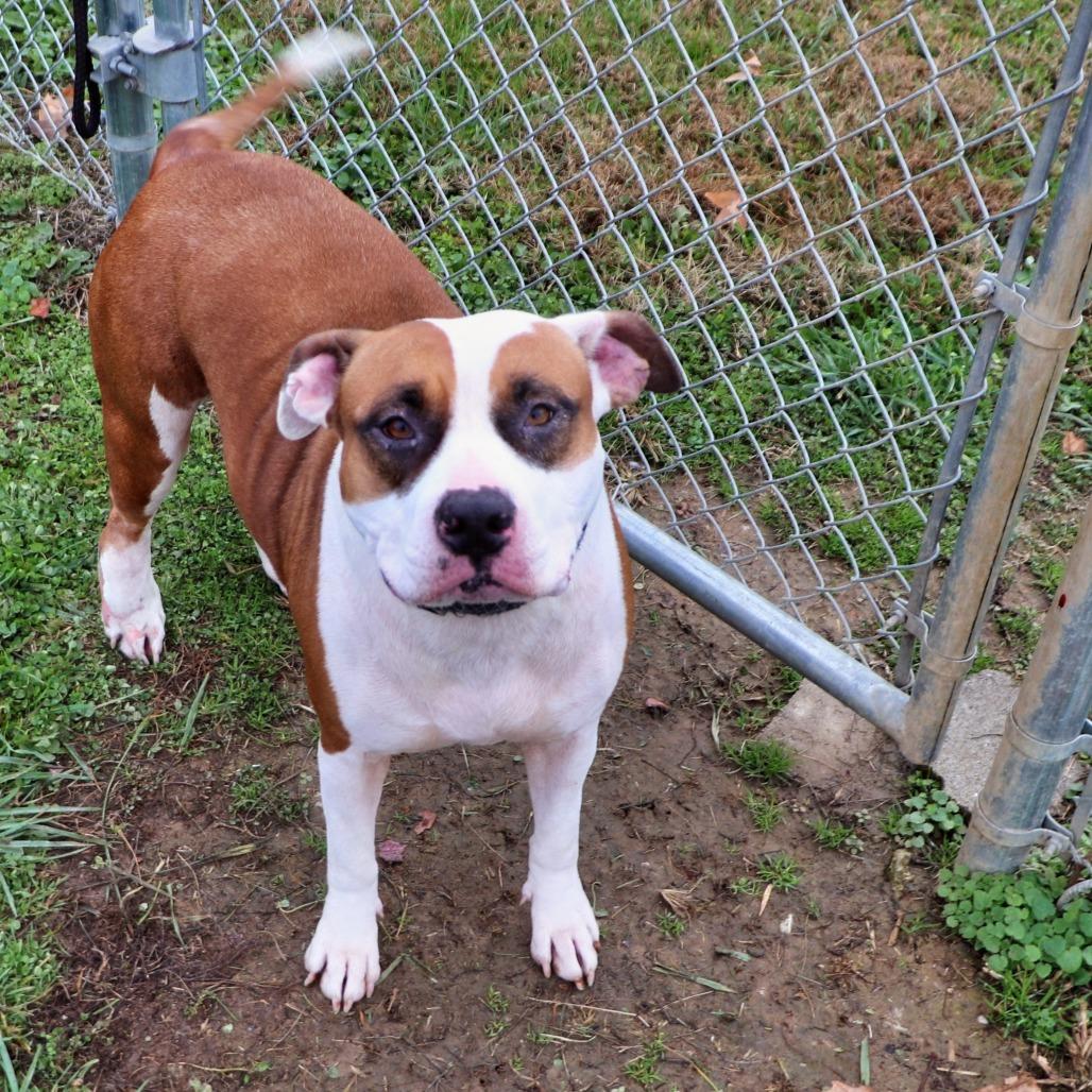 Enlarge Shelby, a Adoptable Mixed Breed in Jeffersonville, IN image 6/6