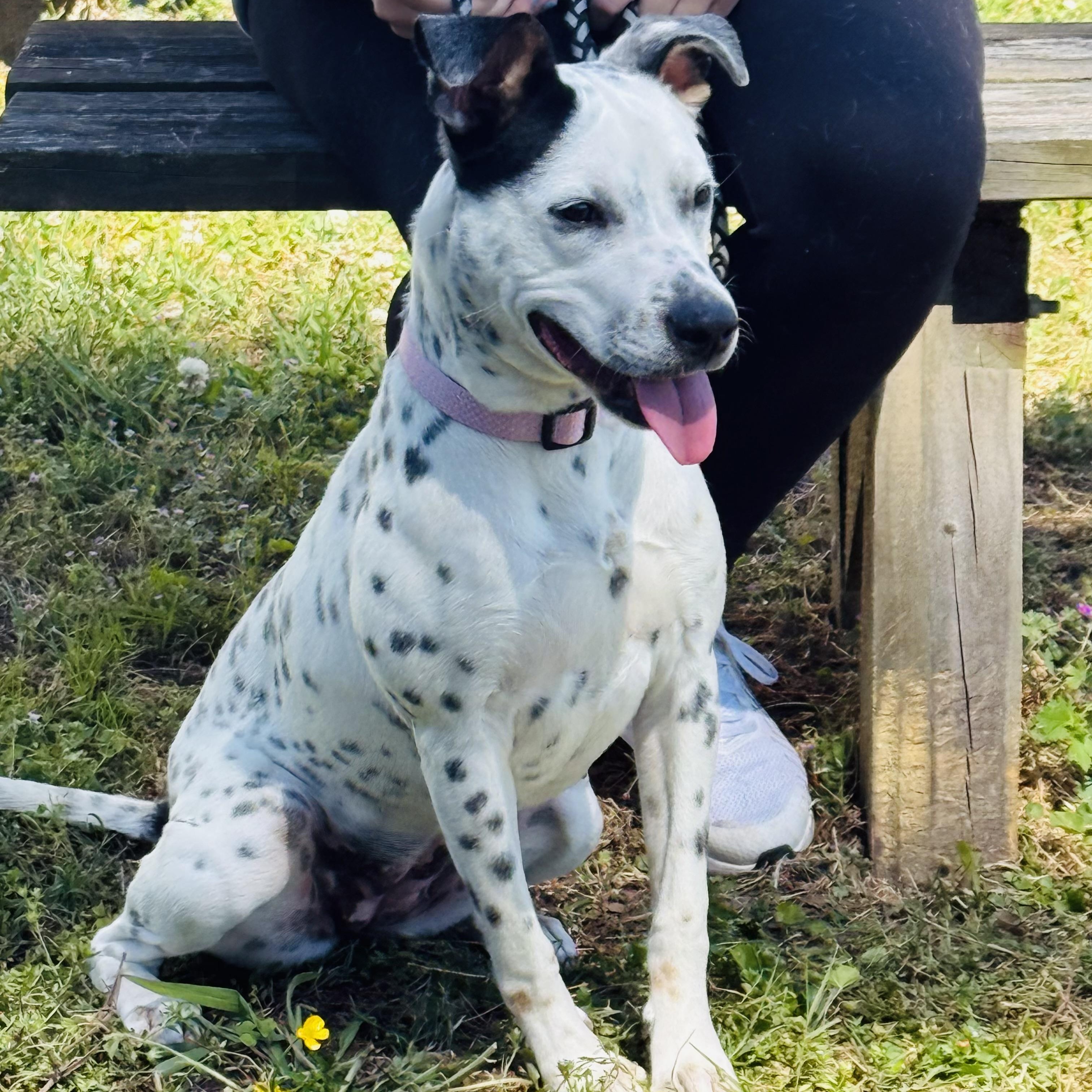 Enlarge Missy, a Adoptable mixed breed in New Bern , NC image 4/5