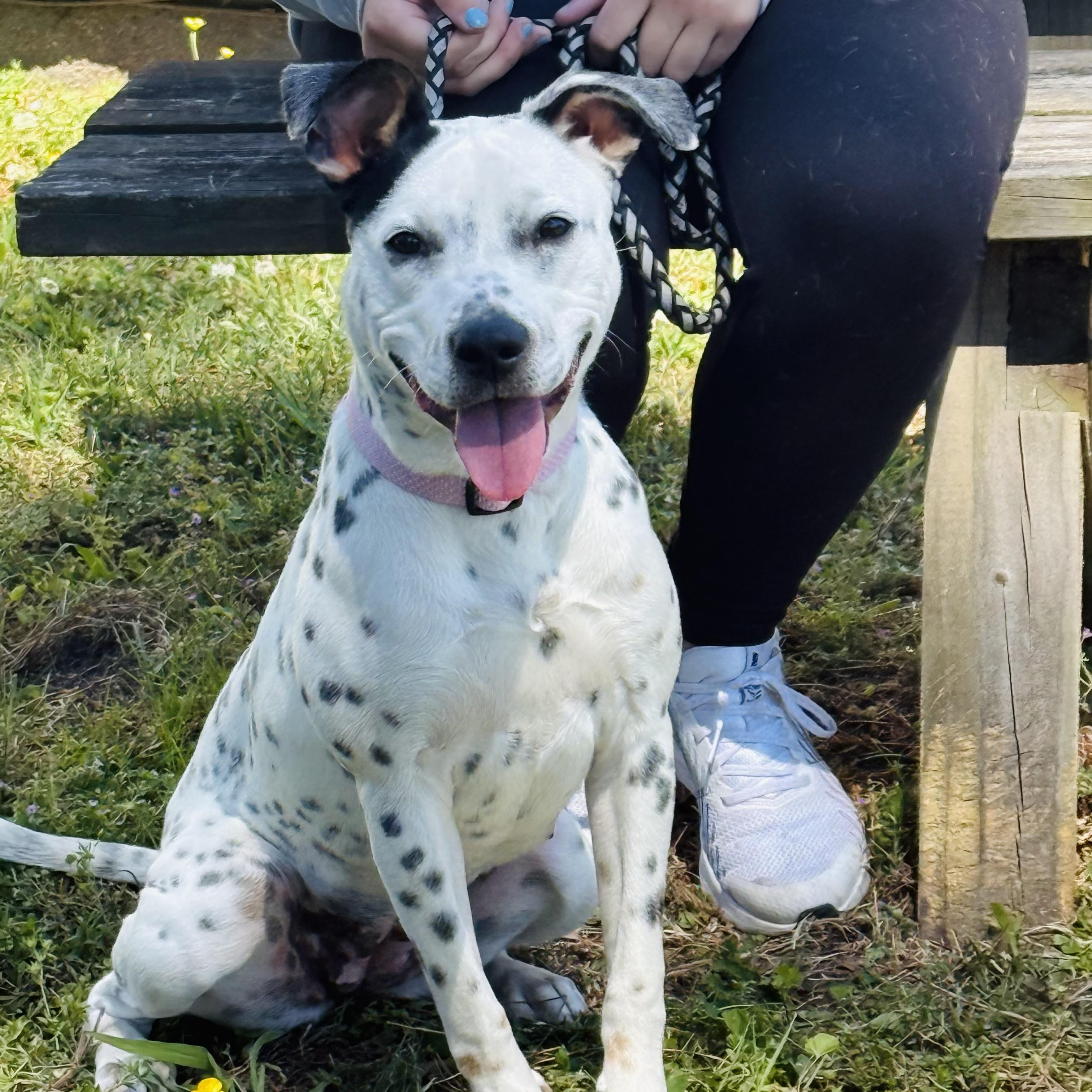 Enlarge Missy, a Adoptable mixed breed in New Bern , NC image 2/5