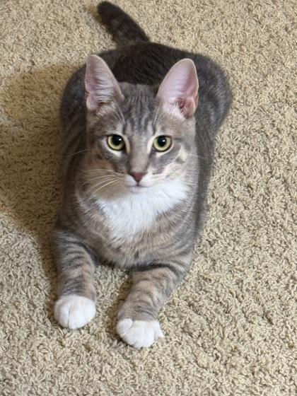 Savanna, Adoptable, Young Female Domestic Short Hair & Domestic Short Hair.