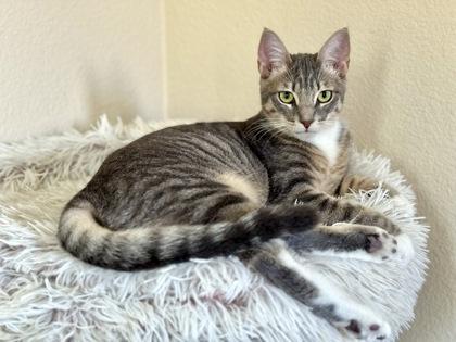 Enlarge Savanna, a Adoptable Domestic Short Hair in Encinitas, CA image 2/3
