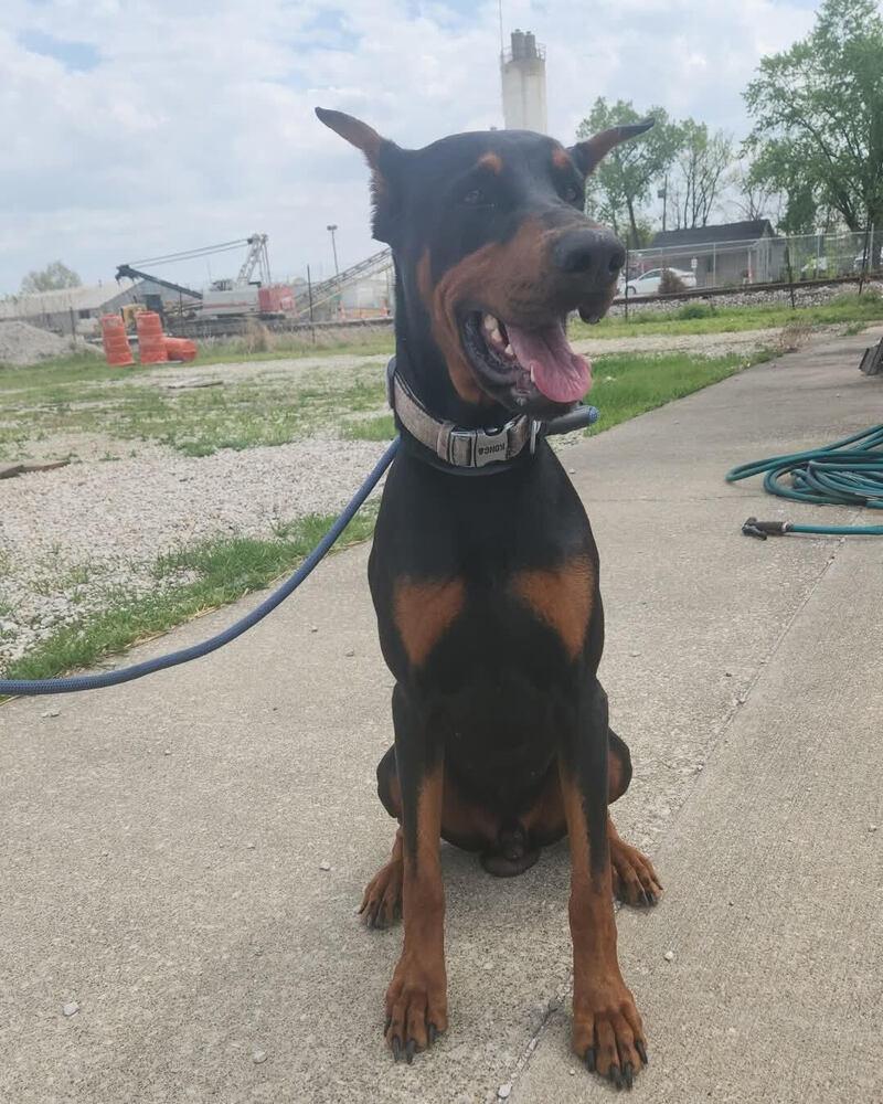 Enlarge Anubis, a Adopted Doberman Pinscher in Evansville, IN image 1/1