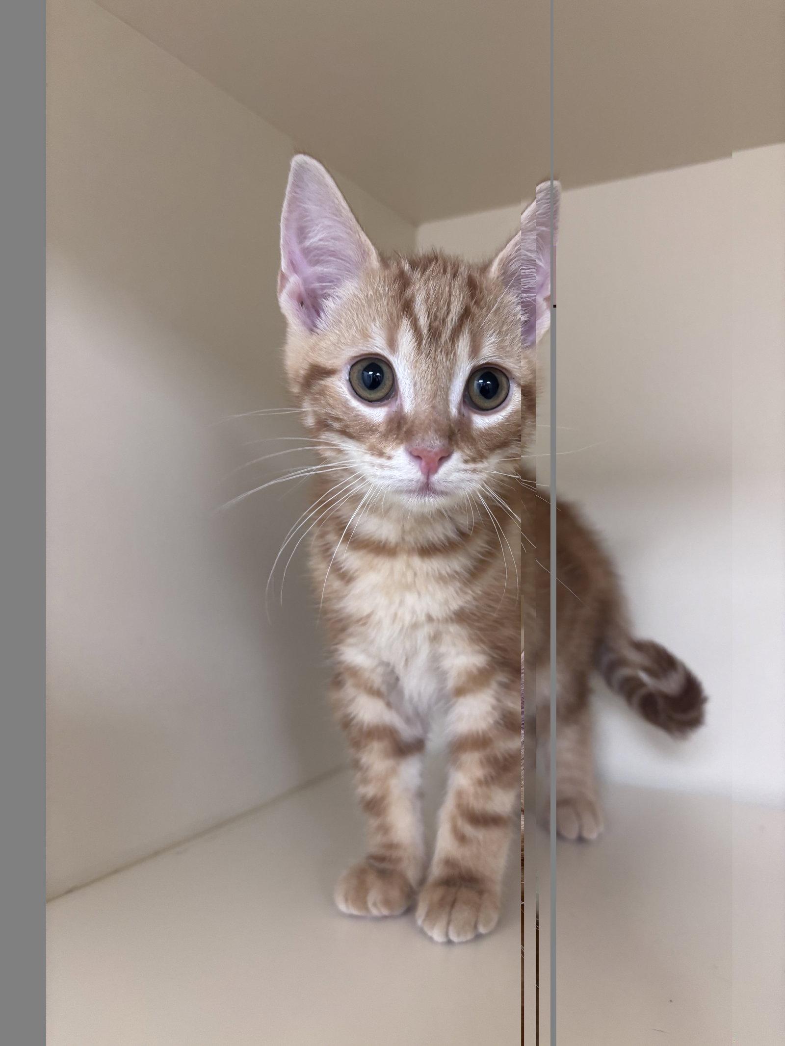 Junior, Adoptable, Kitten Male Domestic Short Hair.