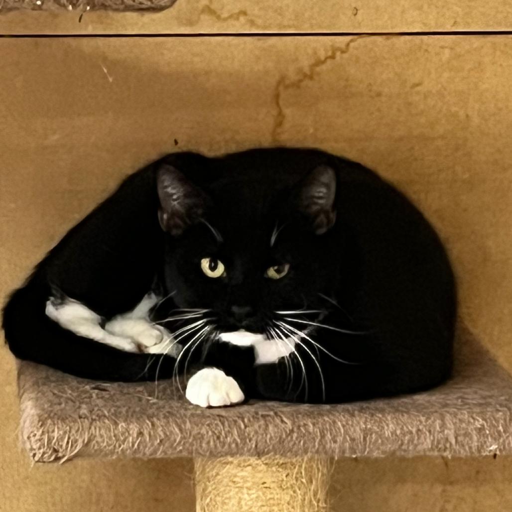 Enlarge Theo, a Adoptable Domestic Short Hair in Delta, AL image 1/1