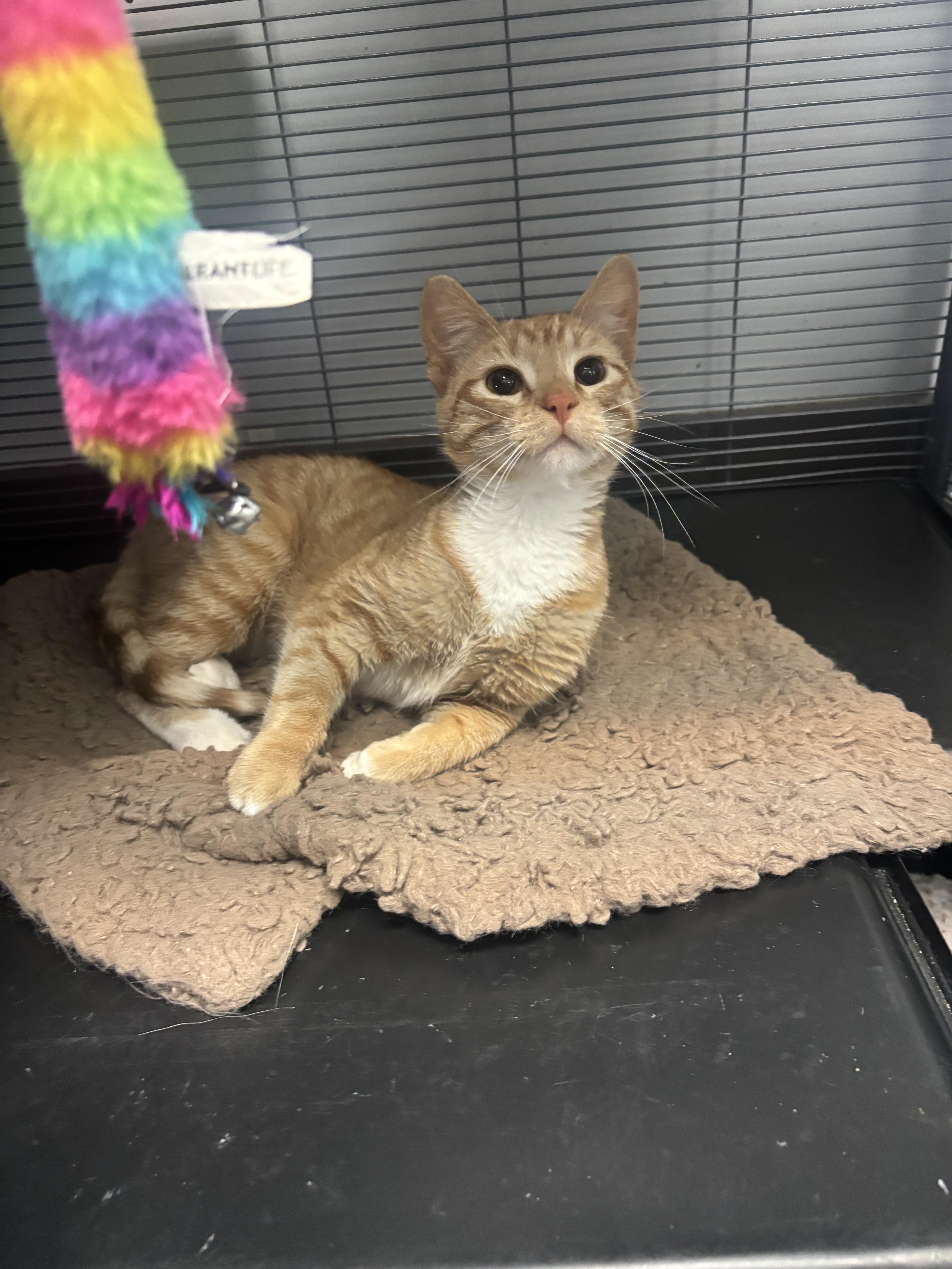 Ollie, ADOPTABLE, Young Male Domestic Short Hair.