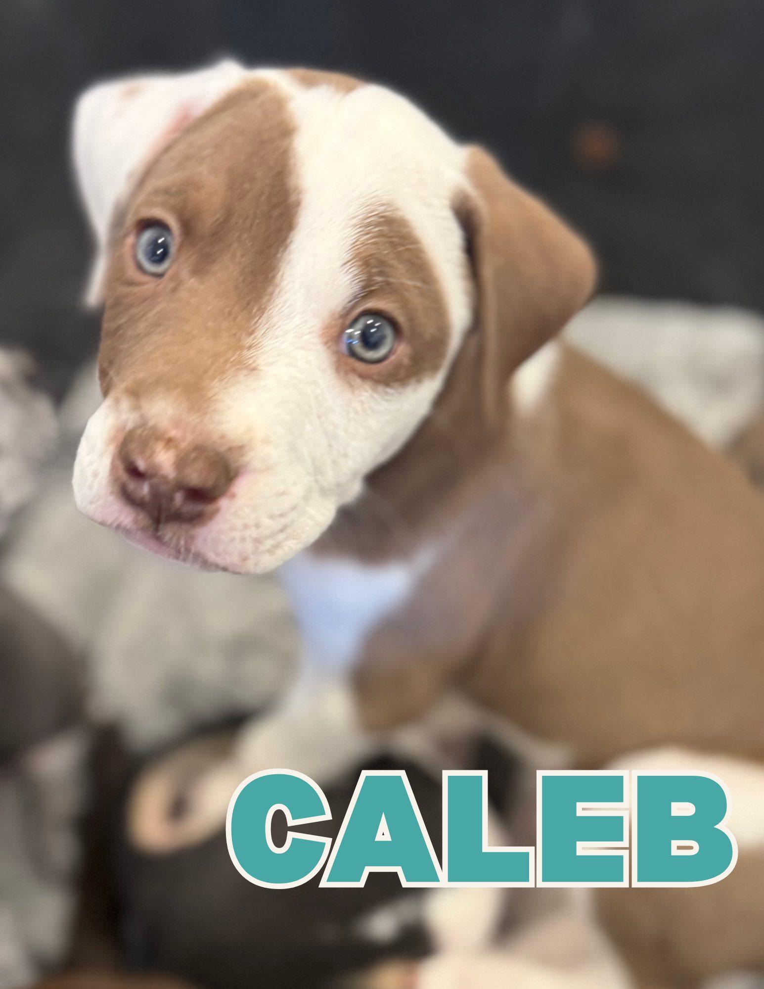 Caleb, ADOPTABLE, Puppy Male Labrador Retriever & Australian Shepherd.