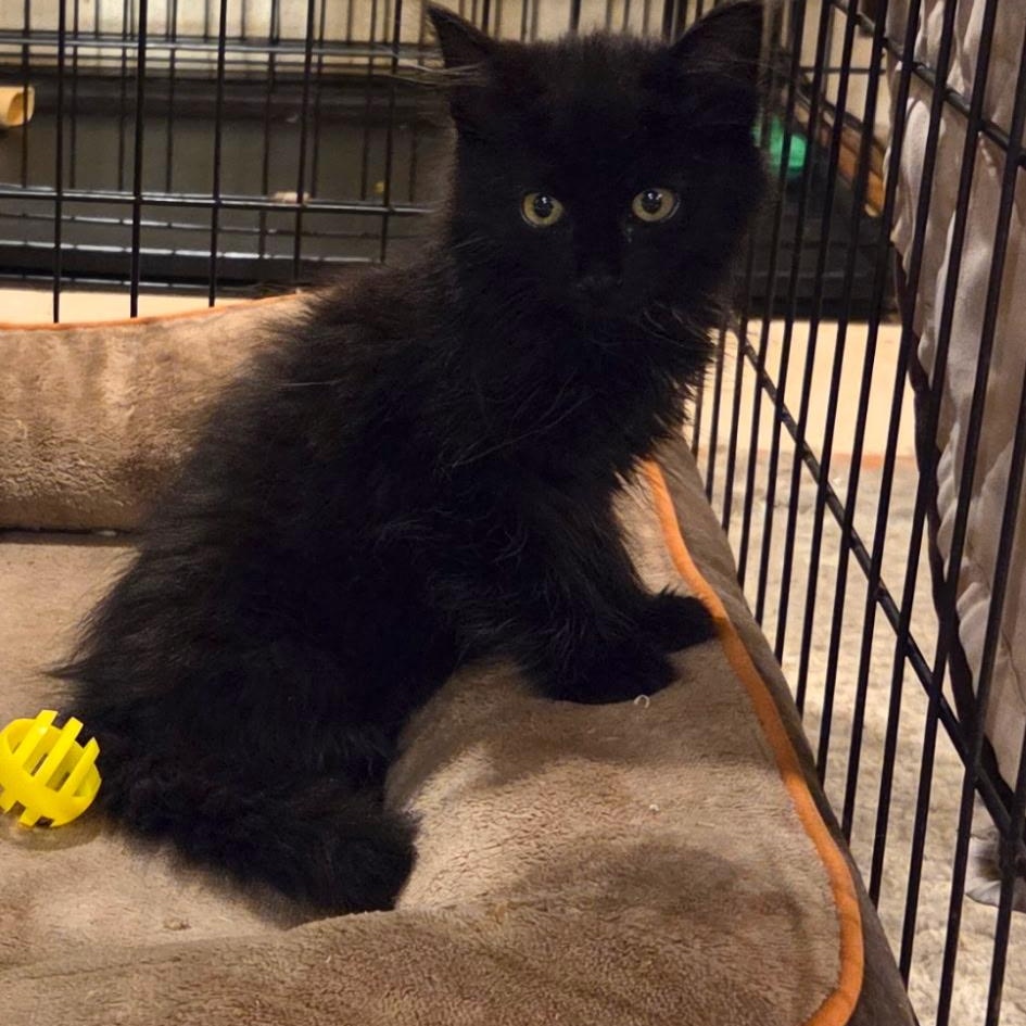Odette, an adopted mixed breed in Moriches, NY image 3/4