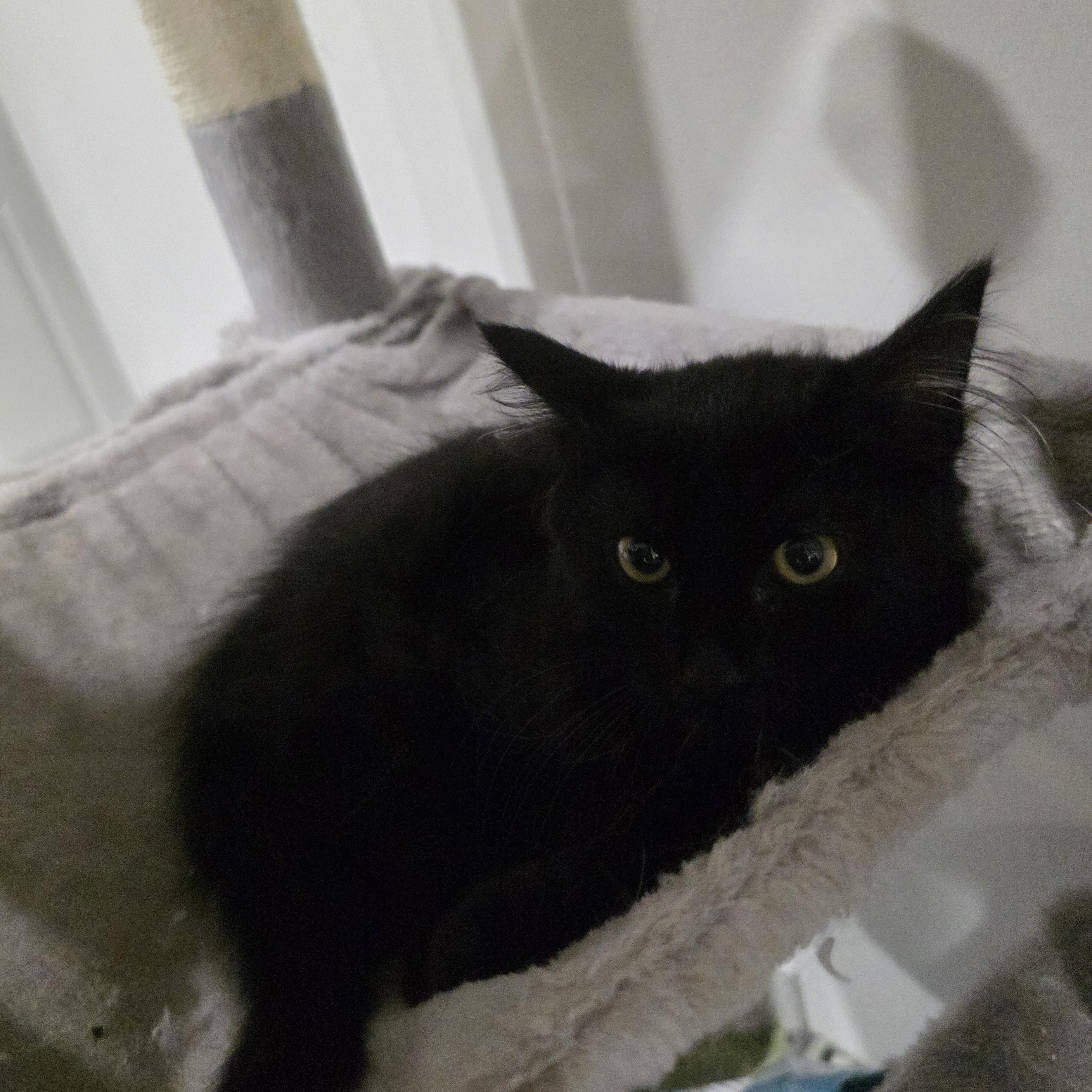 Odette, an adopted mixed breed in Moriches, NY image 4/4