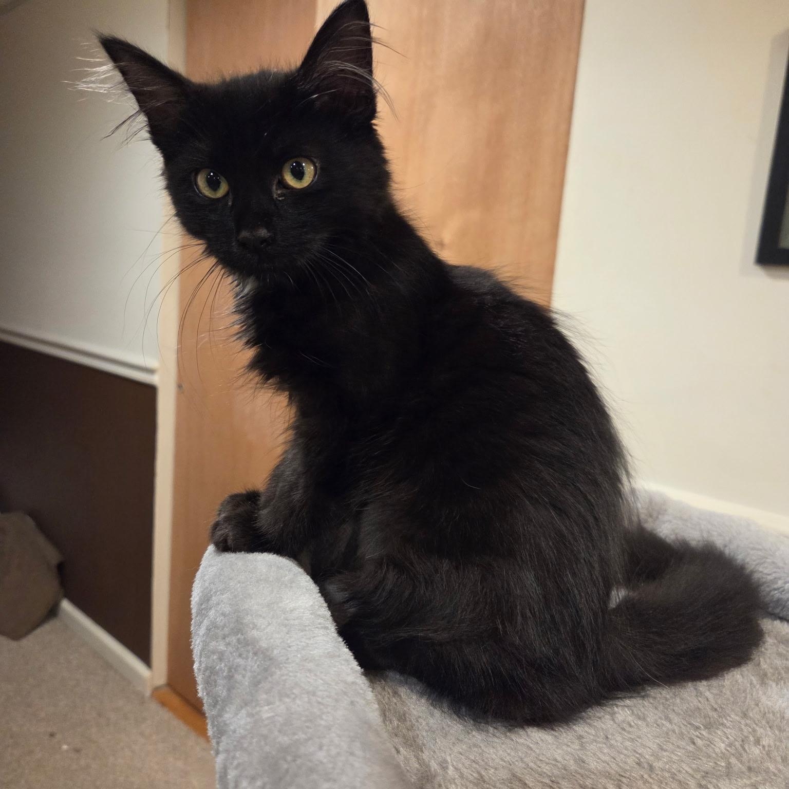 Odette, adopted, Kitten Female Domestic Long Hair & Maine Coon.