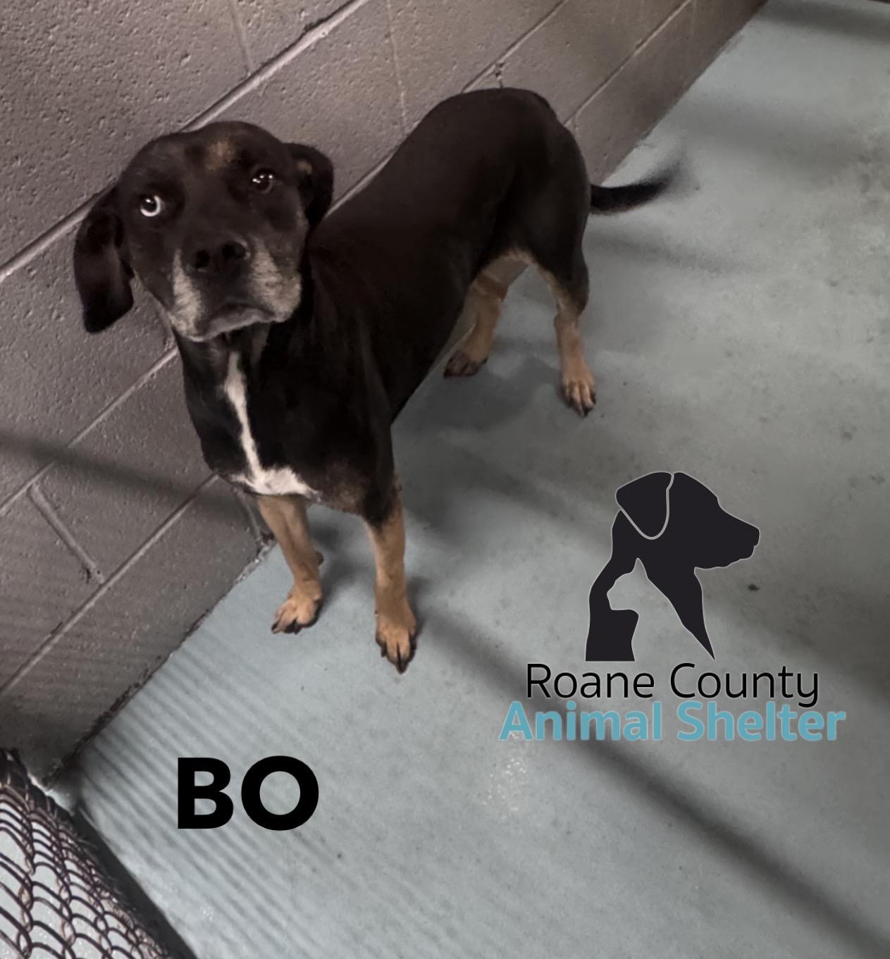 Enlarge Bo, a Adoptable mixed breed in Rockwood, TN image 1/1