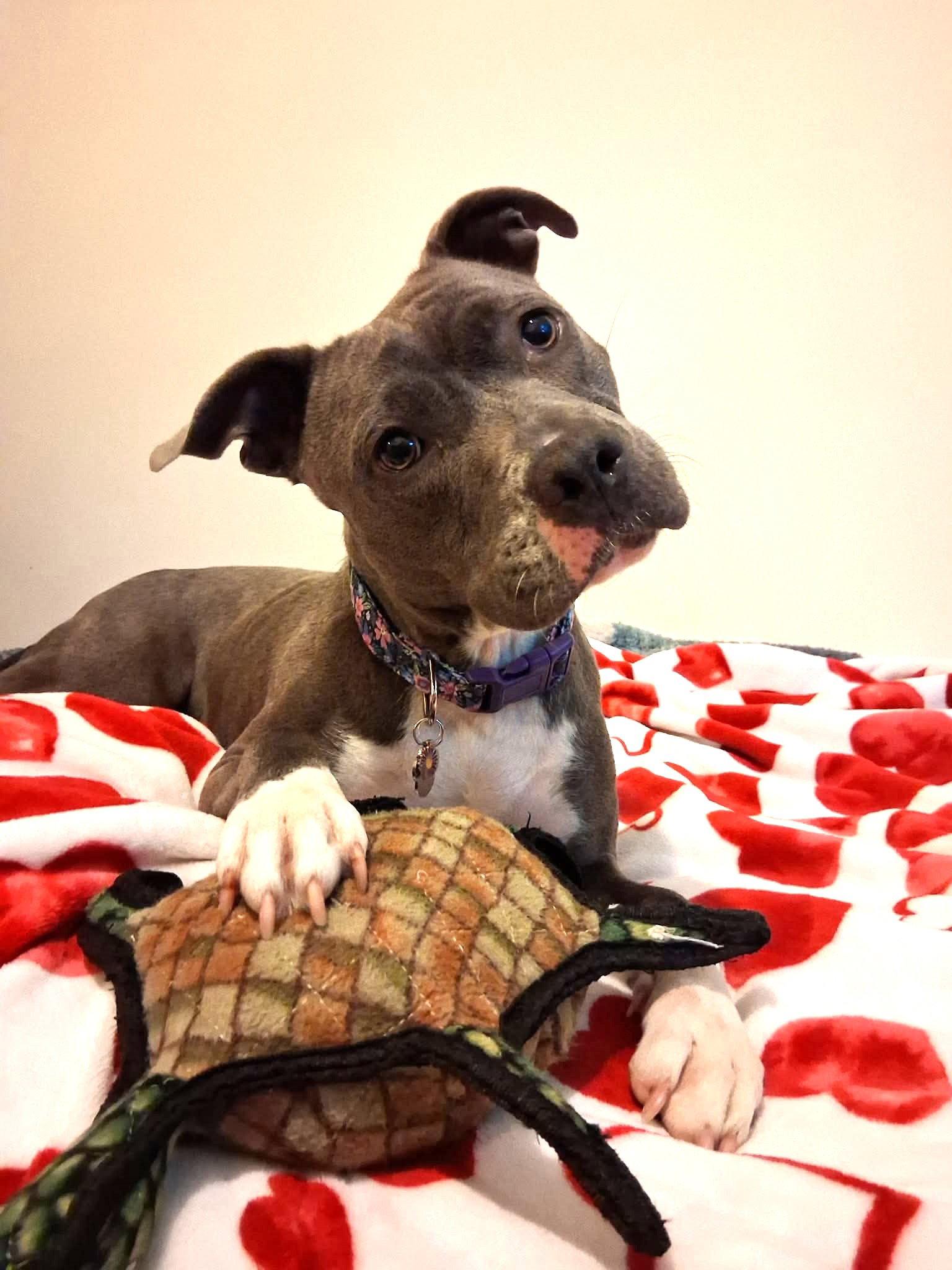 Marcie, Adoptable, Young Female Pit Bull Terrier.