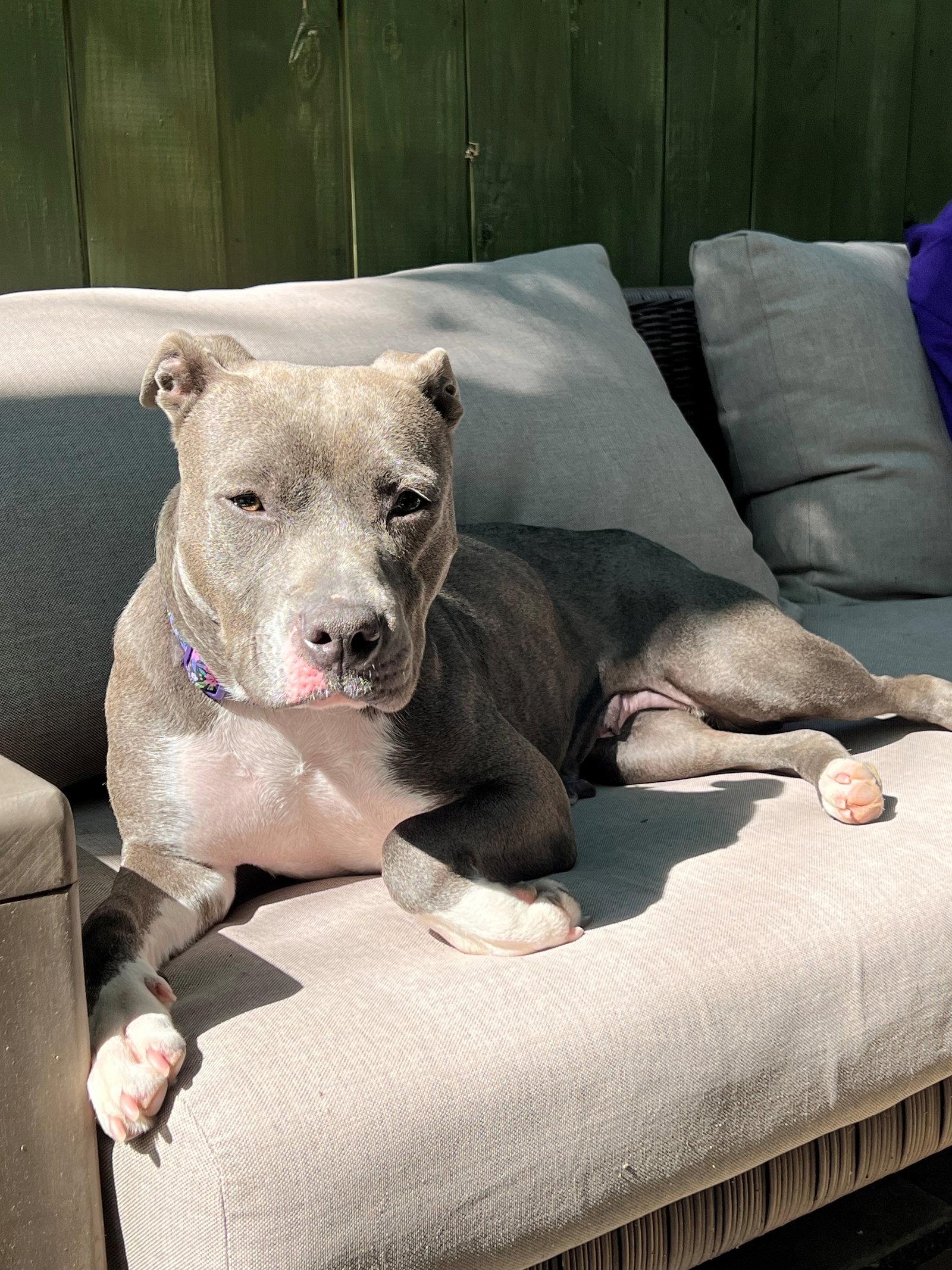 Marcie, a Adoptable Pit Bull Terrier in Rockville, MD image 2/3