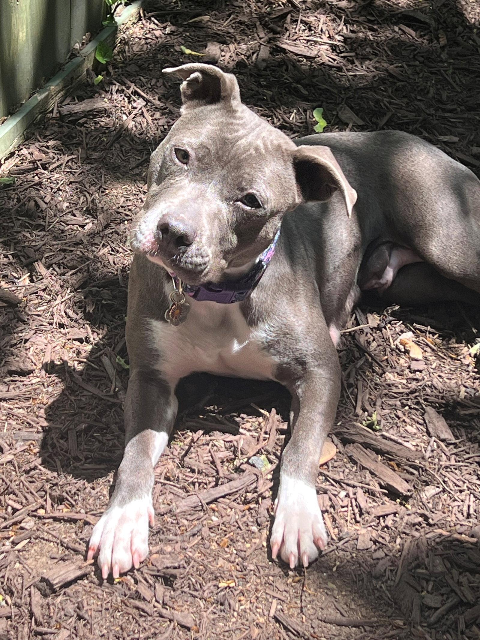 Marcie, a Adoptable Pit Bull Terrier in Rockville, MD image 3/3