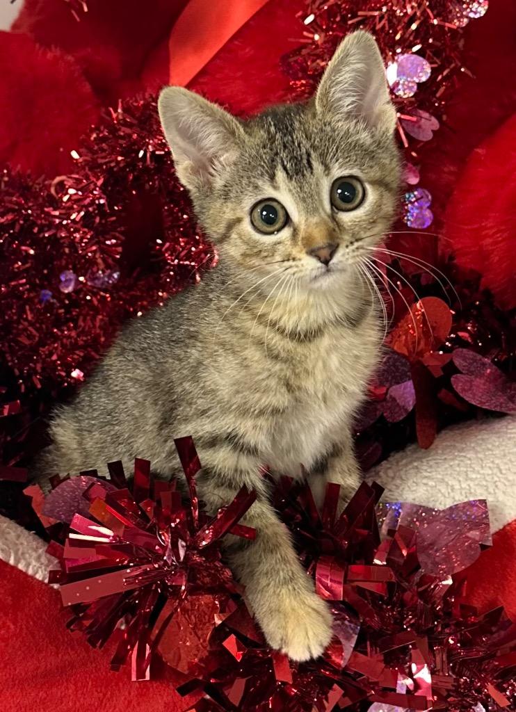 1/26/26 Valentina, Adopted, Kitten Female Domestic Short Hair.