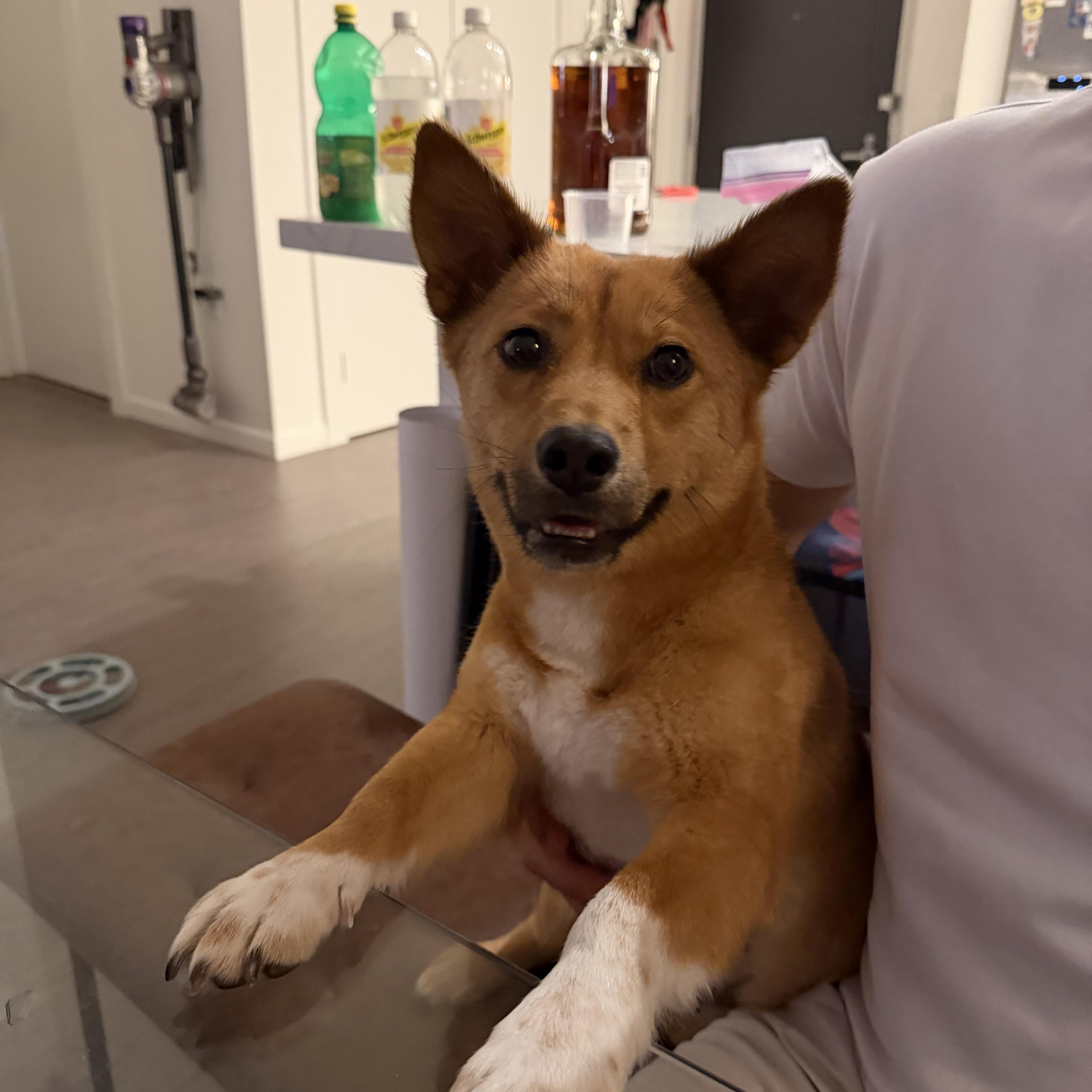 Miza, adopted, Young Female Jindo & Cardigan Welsh Corgi.