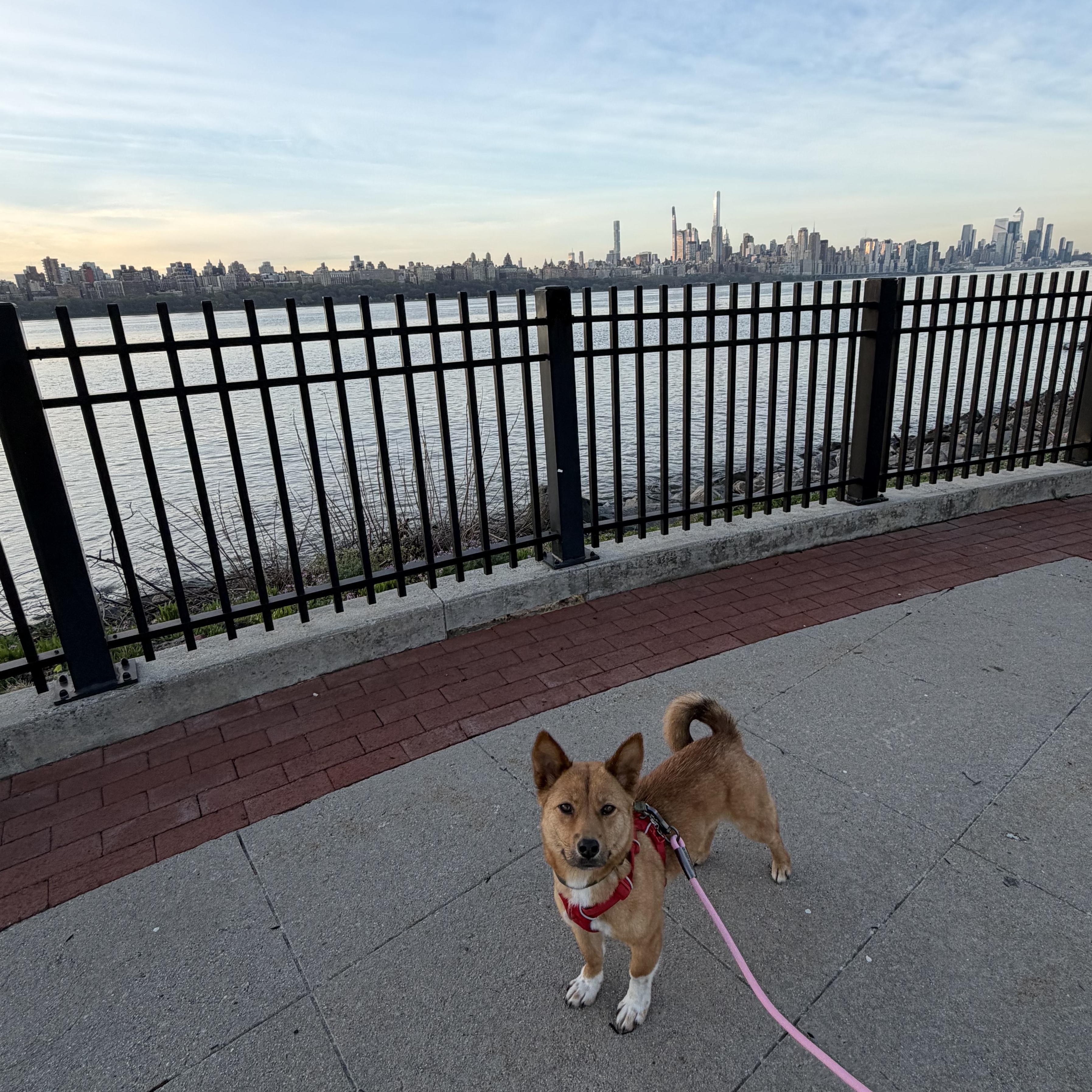 Enlarge Miza, an adopted mixed breed in Edgewater,, NJ image 4/6