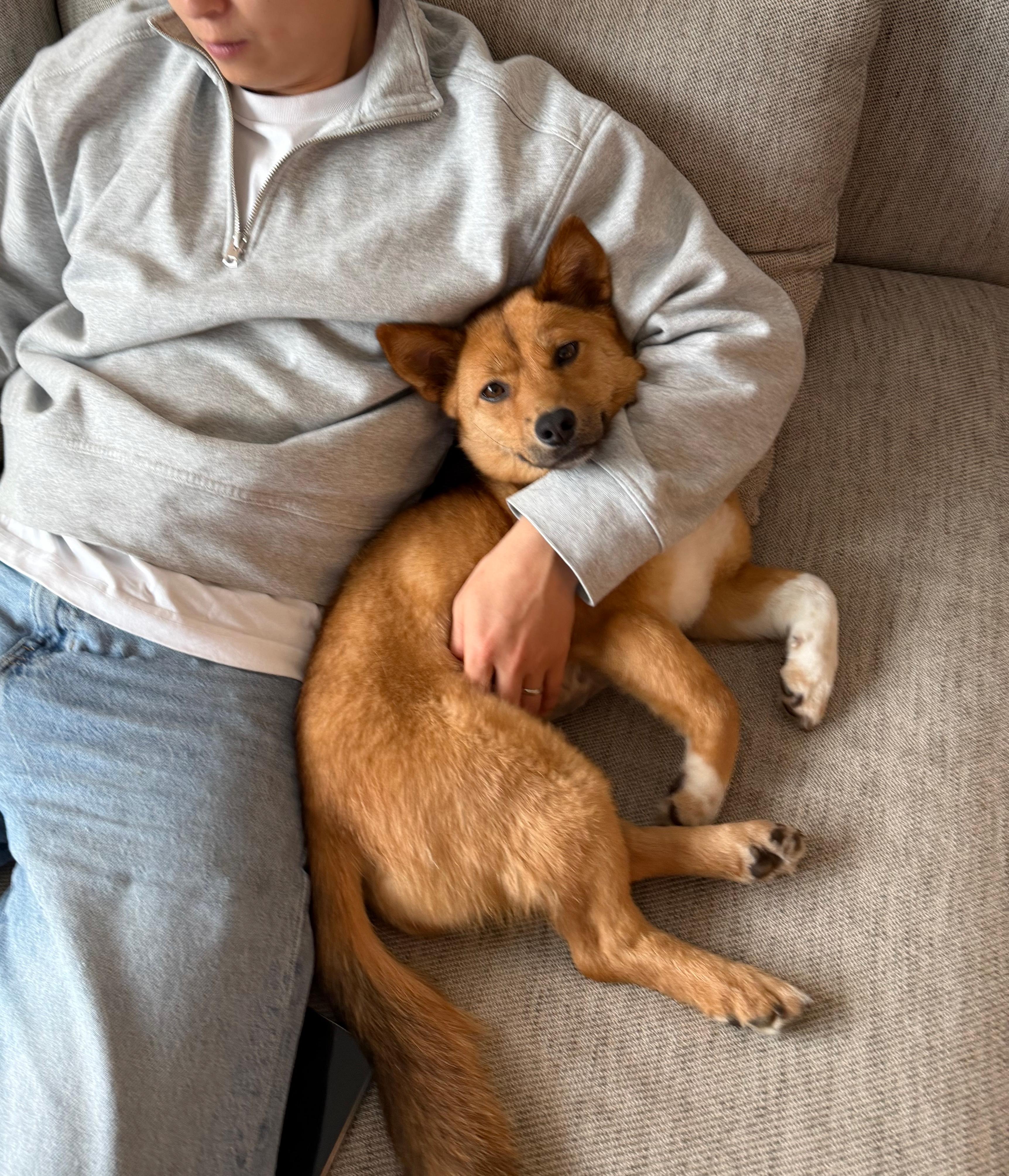 Enlarge Miza, an adopted mixed breed in Edgewater,, NJ image 5/6