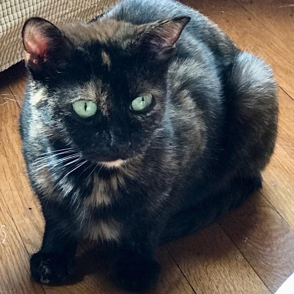 Enlarge Maris, a Adoptable Domestic Short Hair in Middle Village, NY image 1/4