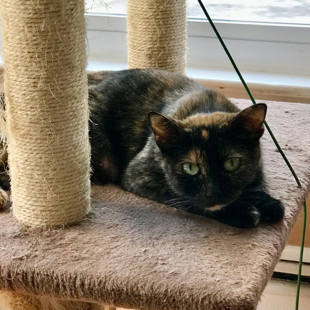 Enlarge Maris, a Adoptable Domestic Short Hair in Middle Village, NY image 2/4