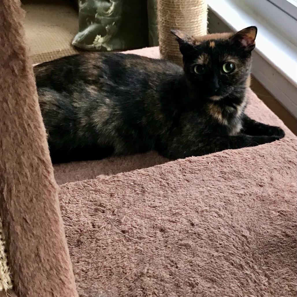 Enlarge Maris, a Adoptable Domestic Short Hair in Middle Village, NY image 3/4