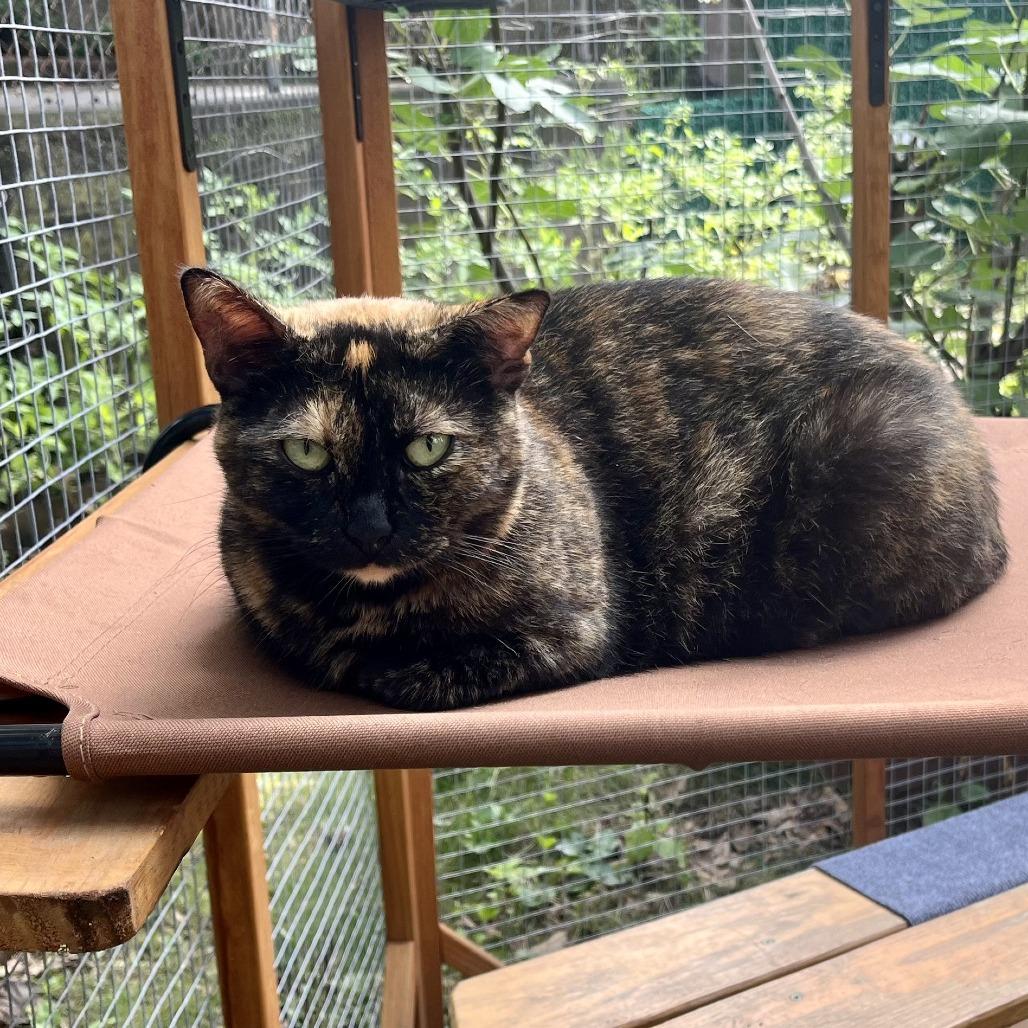 Enlarge Maris, a Adoptable Domestic Short Hair in Middle Village, NY image 4/4