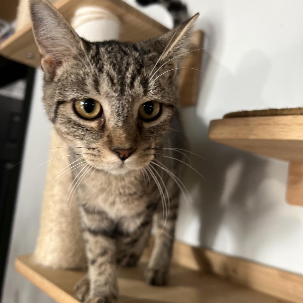 Lillian May, Adoptable, Young Female Domestic Short Hair.