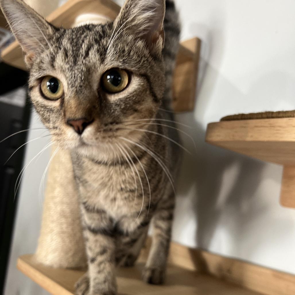 Lillian May, a Adoptable Domestic Short Hair in Woodstock, VA image 3/6