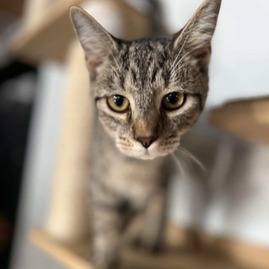 Lillian May, a Adoptable Domestic Short Hair in Woodstock, VA image 4/6