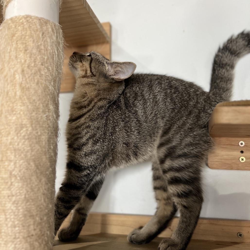 Lillian May, a Adoptable Domestic Short Hair in Woodstock, VA image 6/6