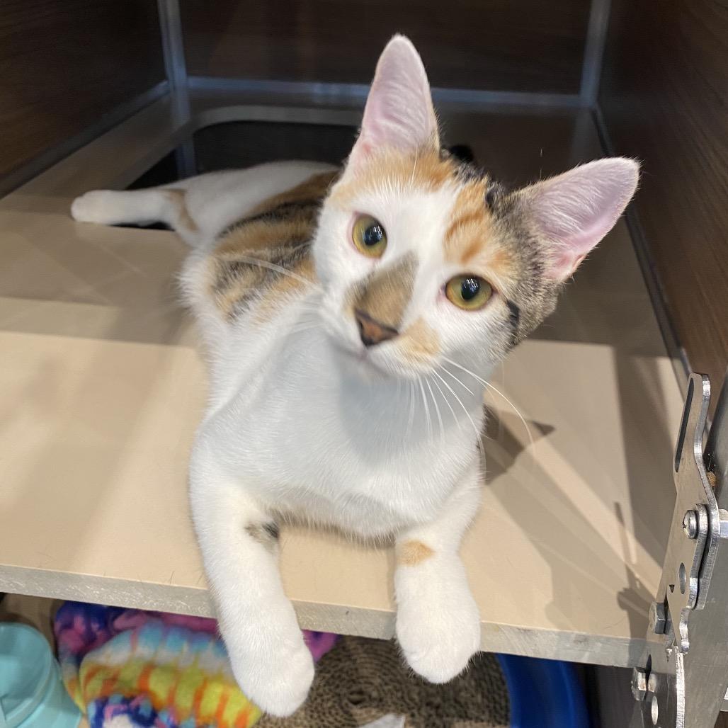 Sasha, a Adoptable Domestic Short Hair in Leander, TX image 2/2