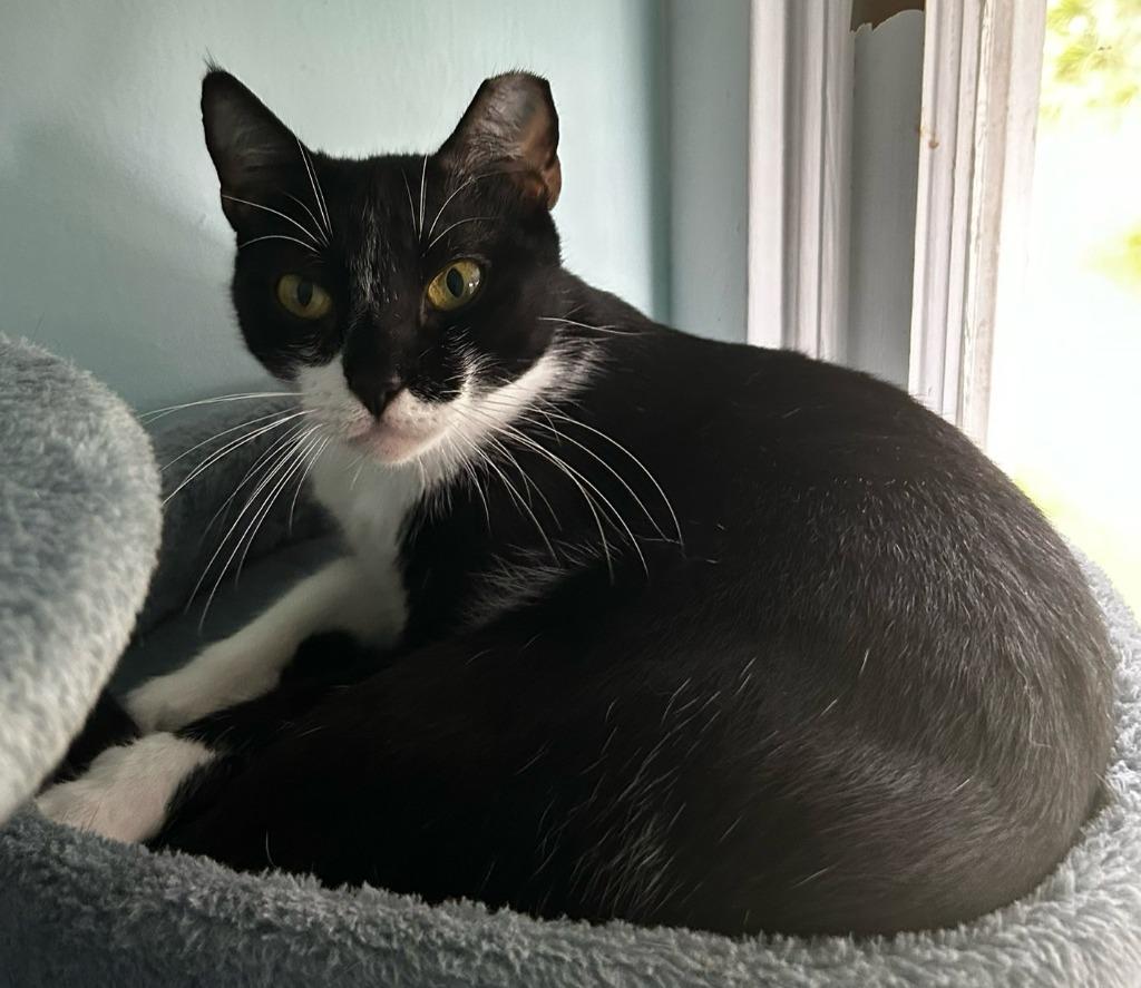 Little Herb, Adoptable, Young Female Domestic Short Hair.