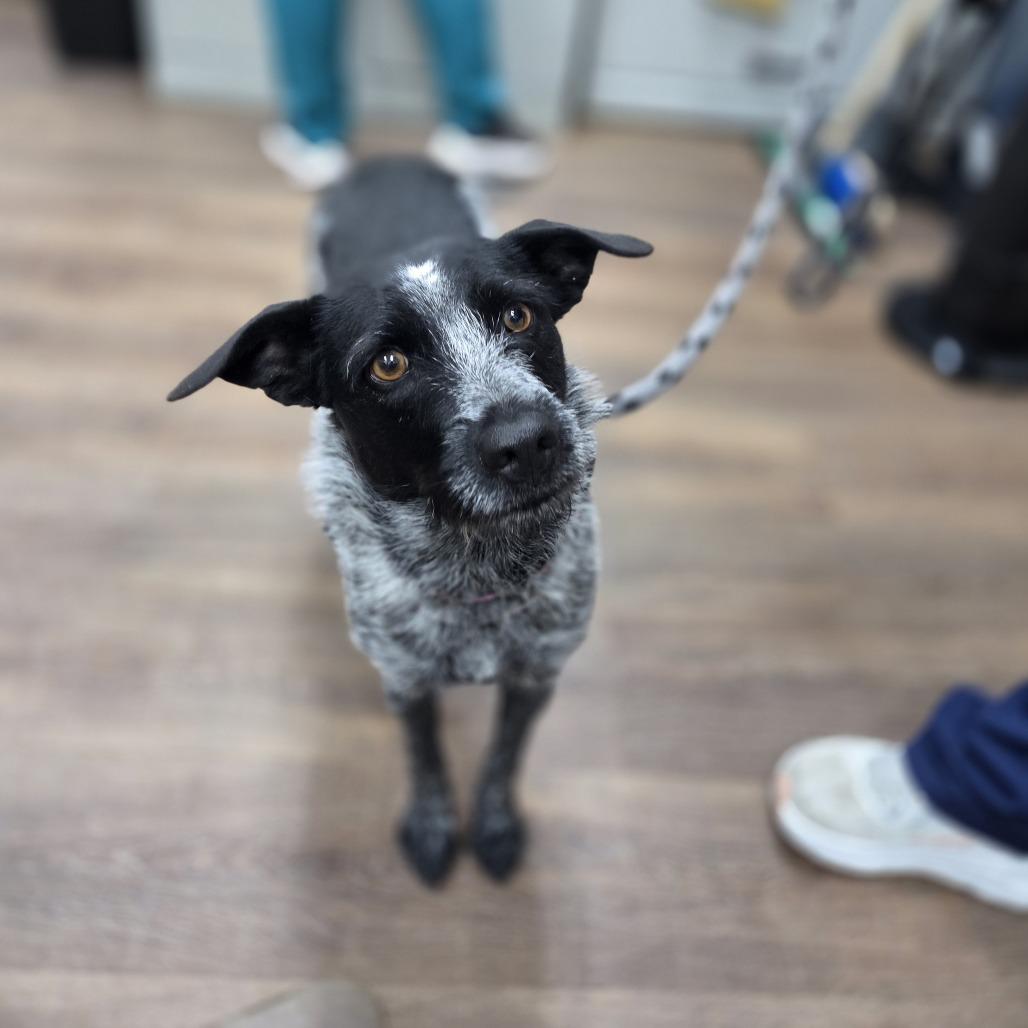 Everly, Adoptable, Adult Female Australian Cattle Dog / Blue Heeler & Wirehaired Terrier.