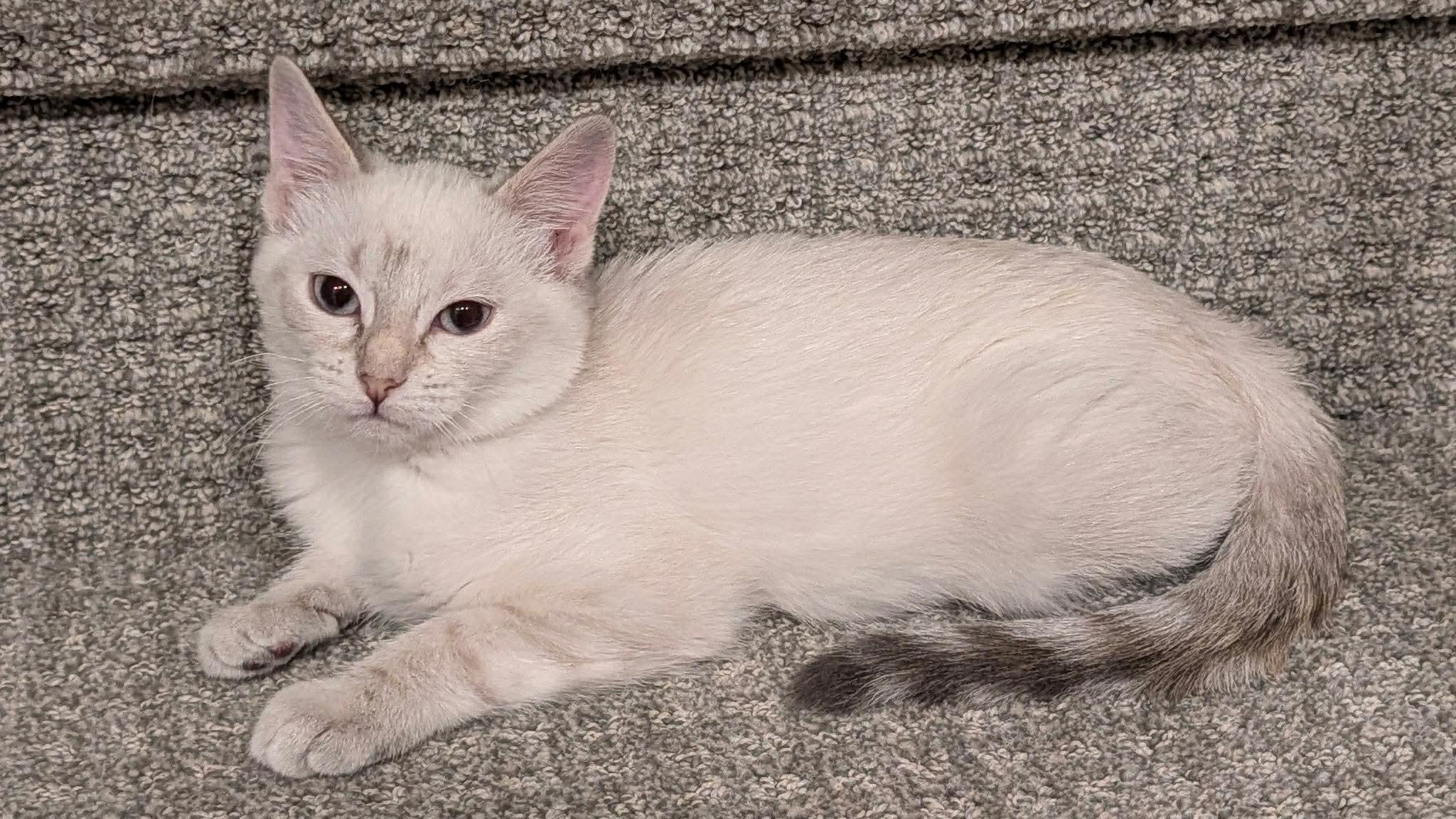 Vivian, adopted, Kitten Female Siamese.