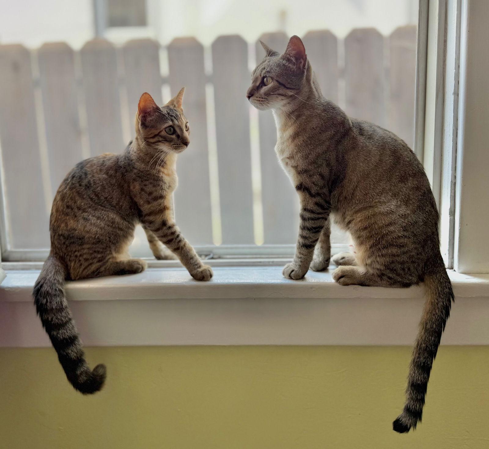 Kanga & Roo, Adopted, Kitten Female Domestic Short Hair.