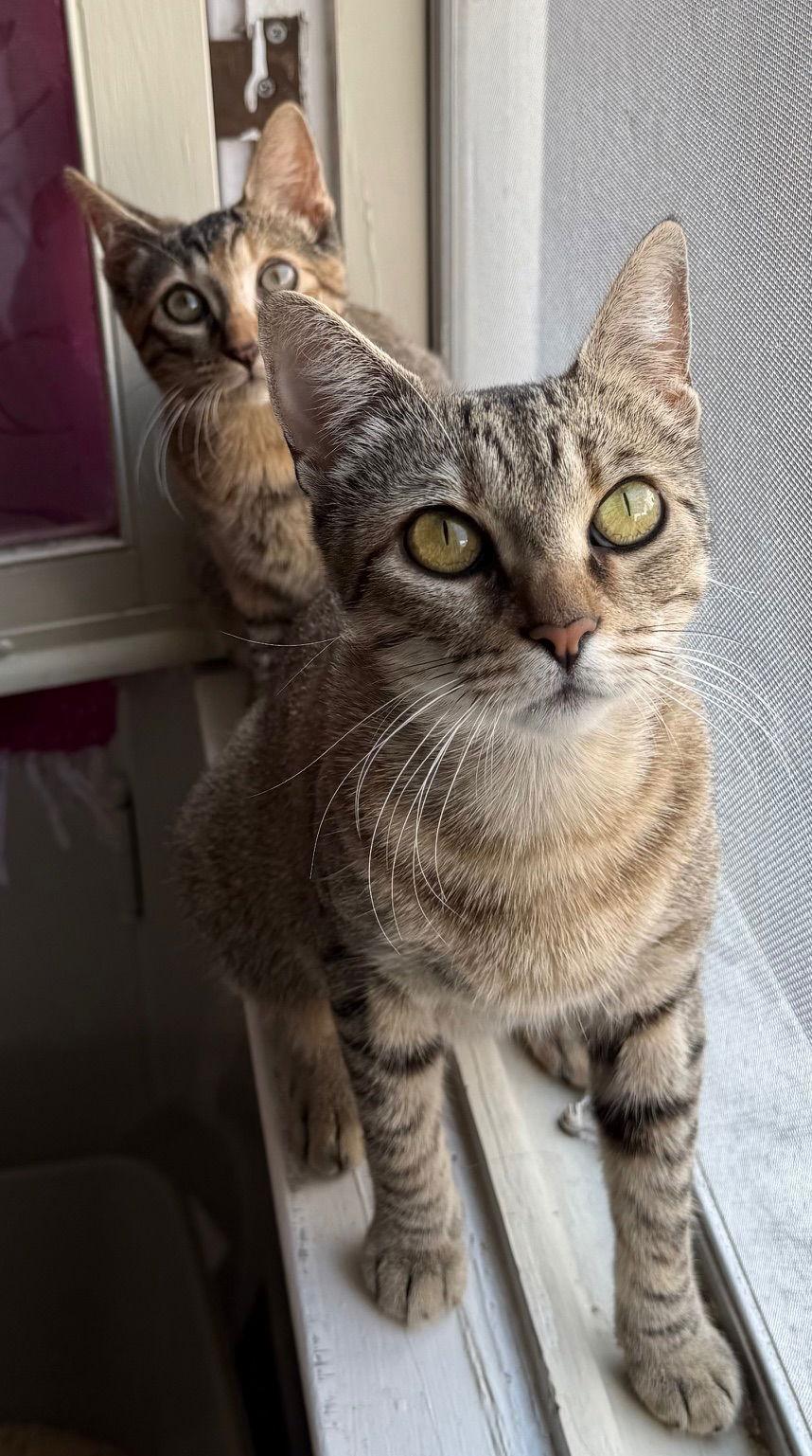 Enlarge Kanga & Roo, a Adopted Domestic Short Hair in Los Angeles, CA image 3/3