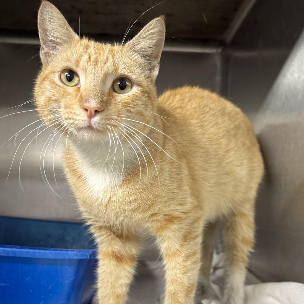 Penske, Adoptable, Adult Male Domestic Short Hair.