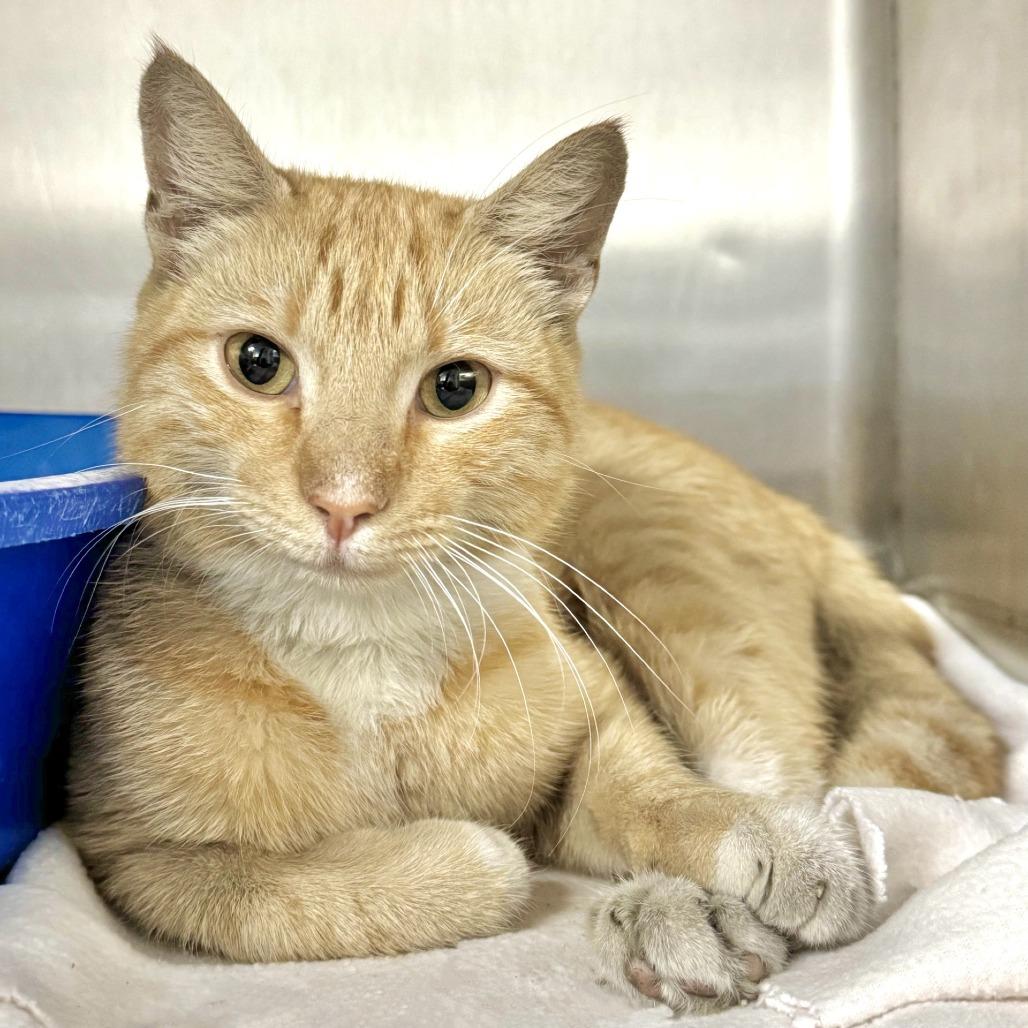 Enlarge Penske, a Adoptable Domestic Short Hair in Beaumont, TX image 2/2