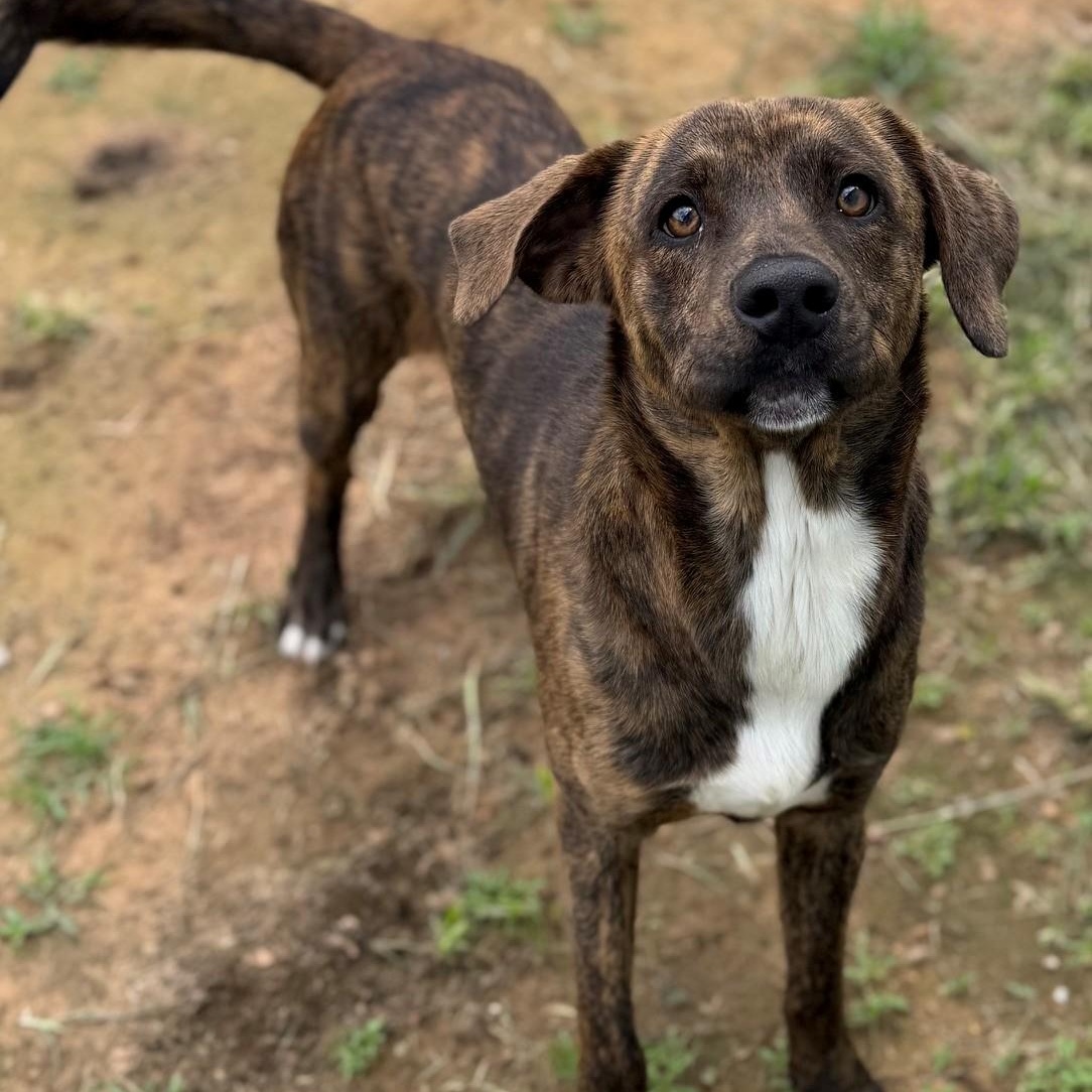 Dozer, ADOPTABLE, Adult Male Labrador Retriever.