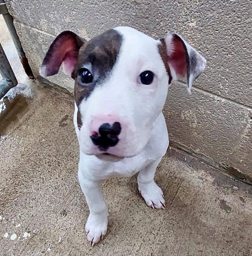 Wilfred / AC 28344, Adoptable, Puppy Male Pit Bull Terrier.