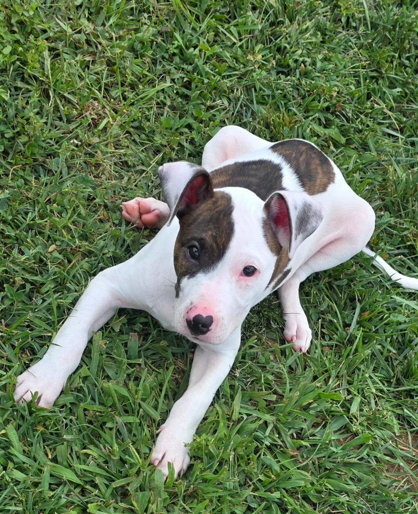 Enlarge Wilfred / AC 28344, a Adoptable mixed breed in Greeneville, TN image 2/2