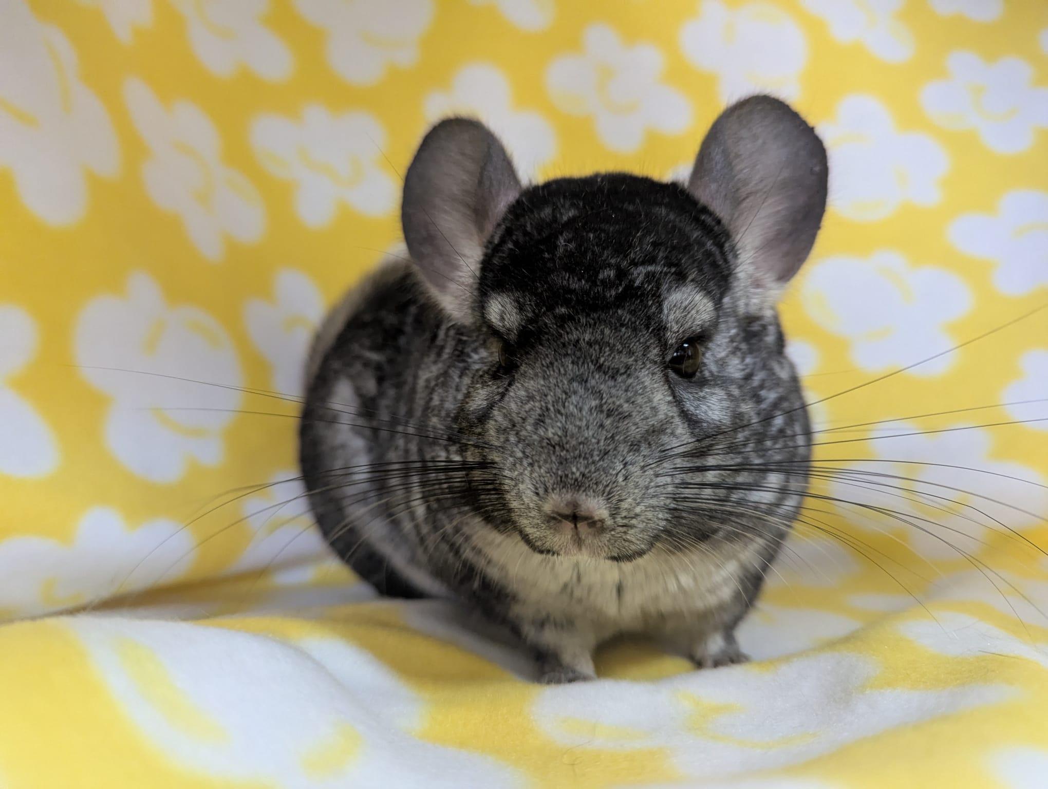 Enlarge Sally, an adopted Chinchilla in Fountain Valley, CA image 3/5