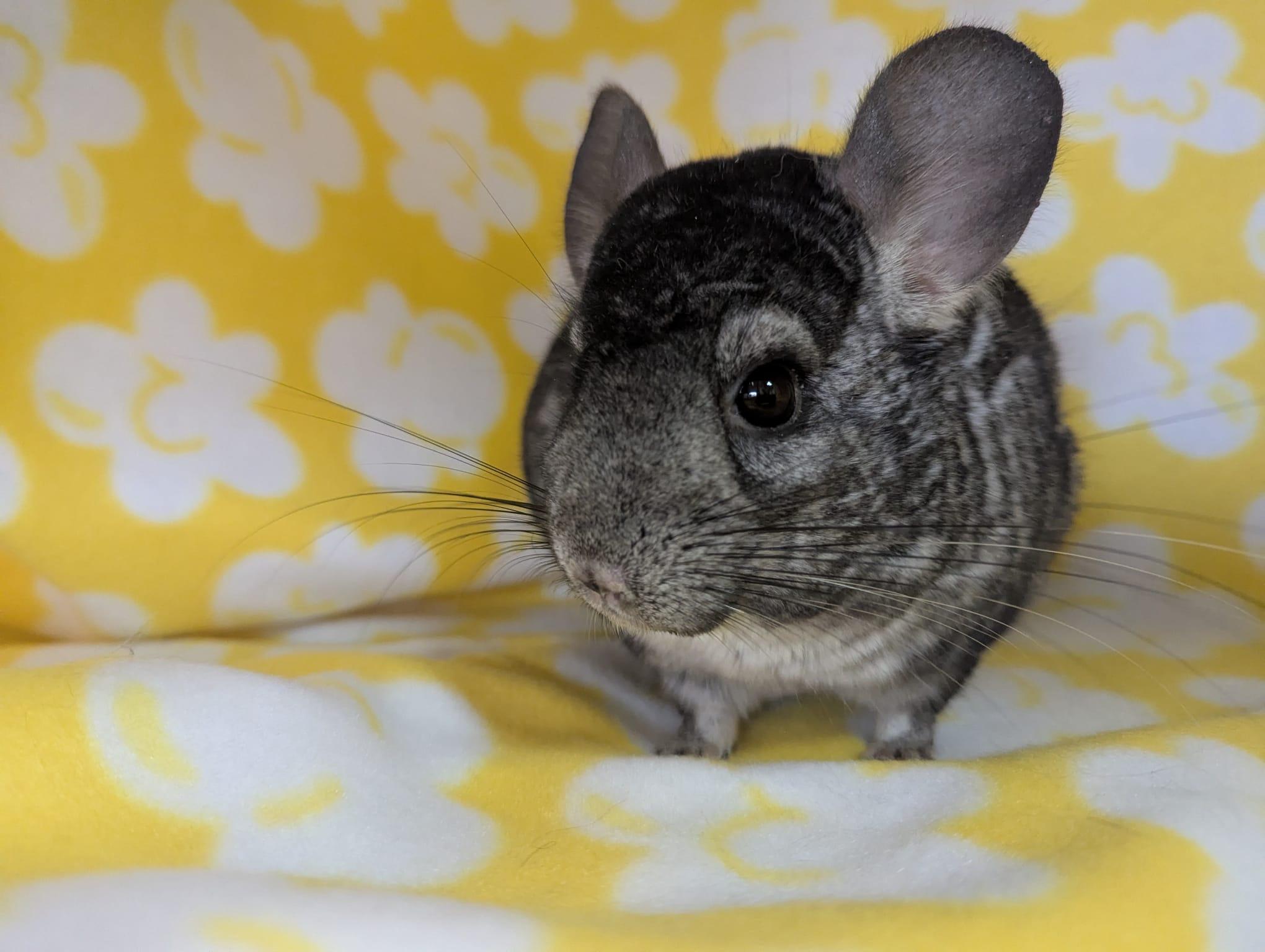 Enlarge Sally, an adopted Chinchilla in Fountain Valley, CA image 1/5